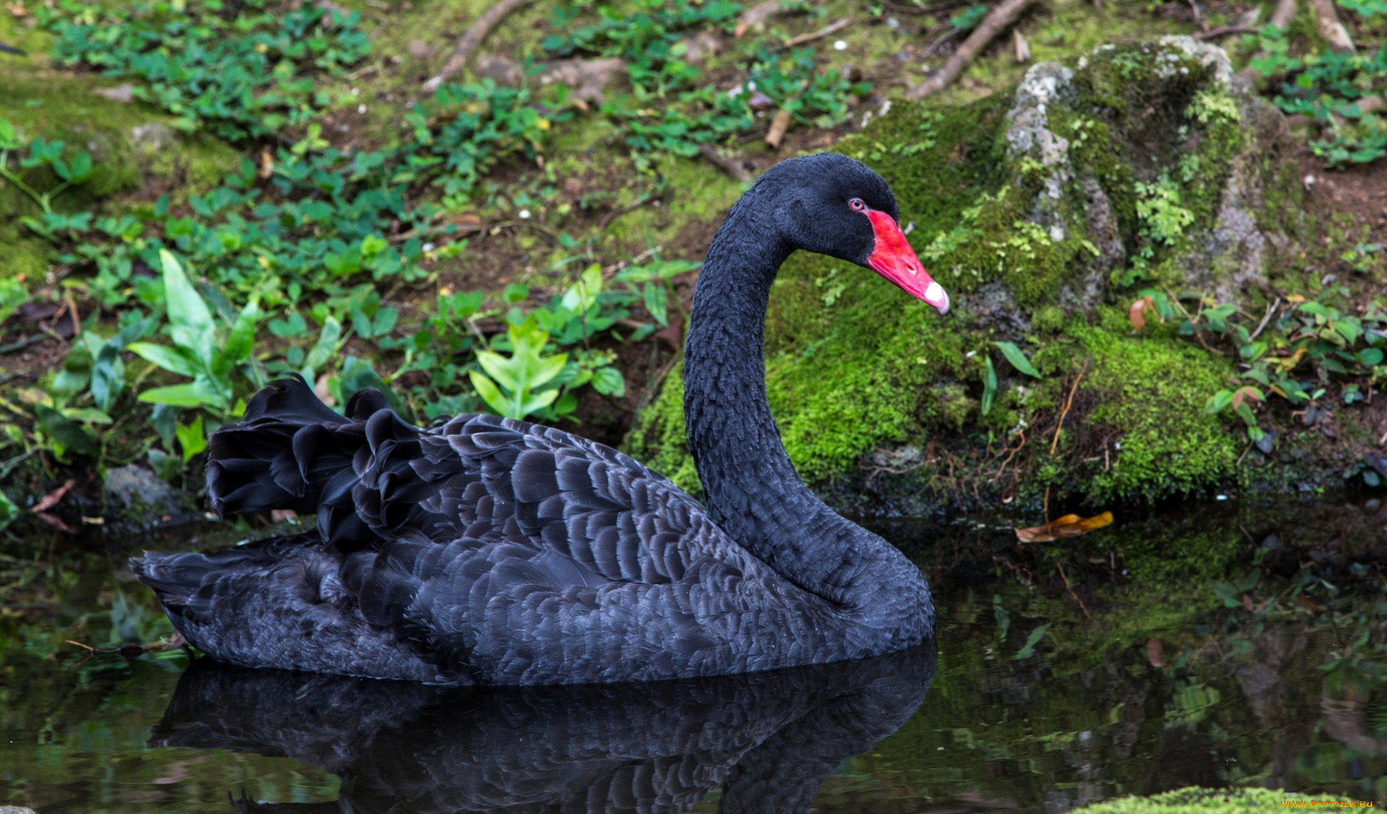 животные, лебеди, красавец, черный