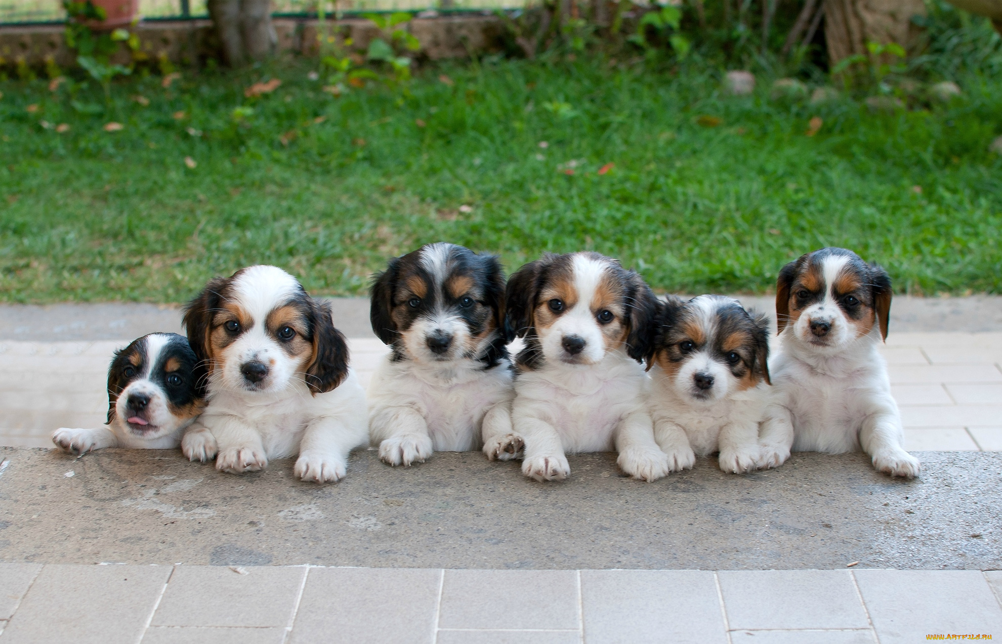 животные, собаки, щенки