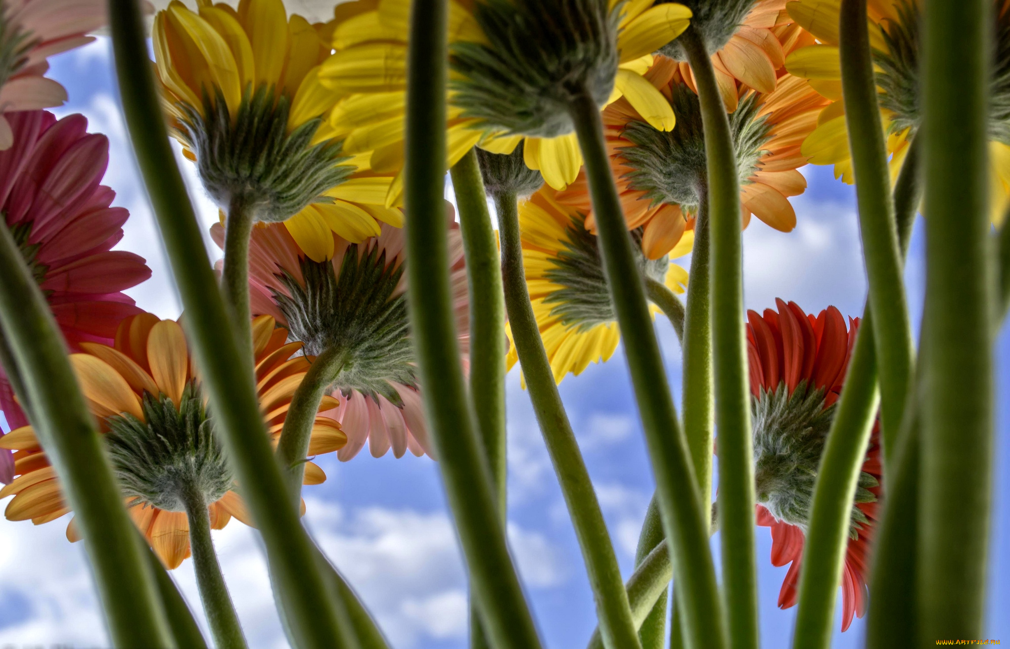 цветы, герберы, стебли, небо