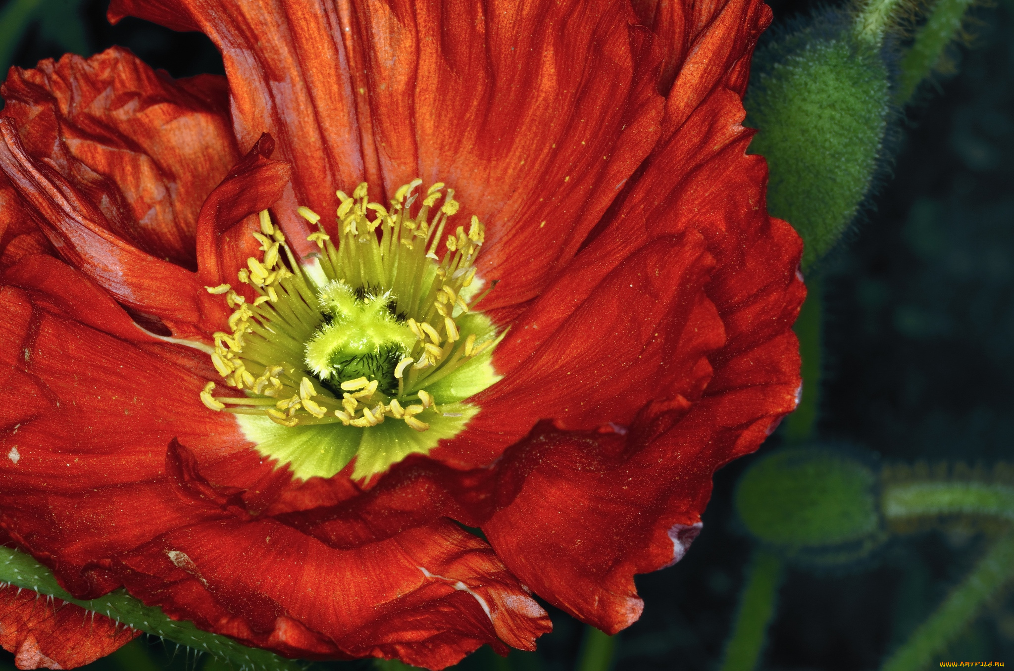 цветы, маки, макро, красный