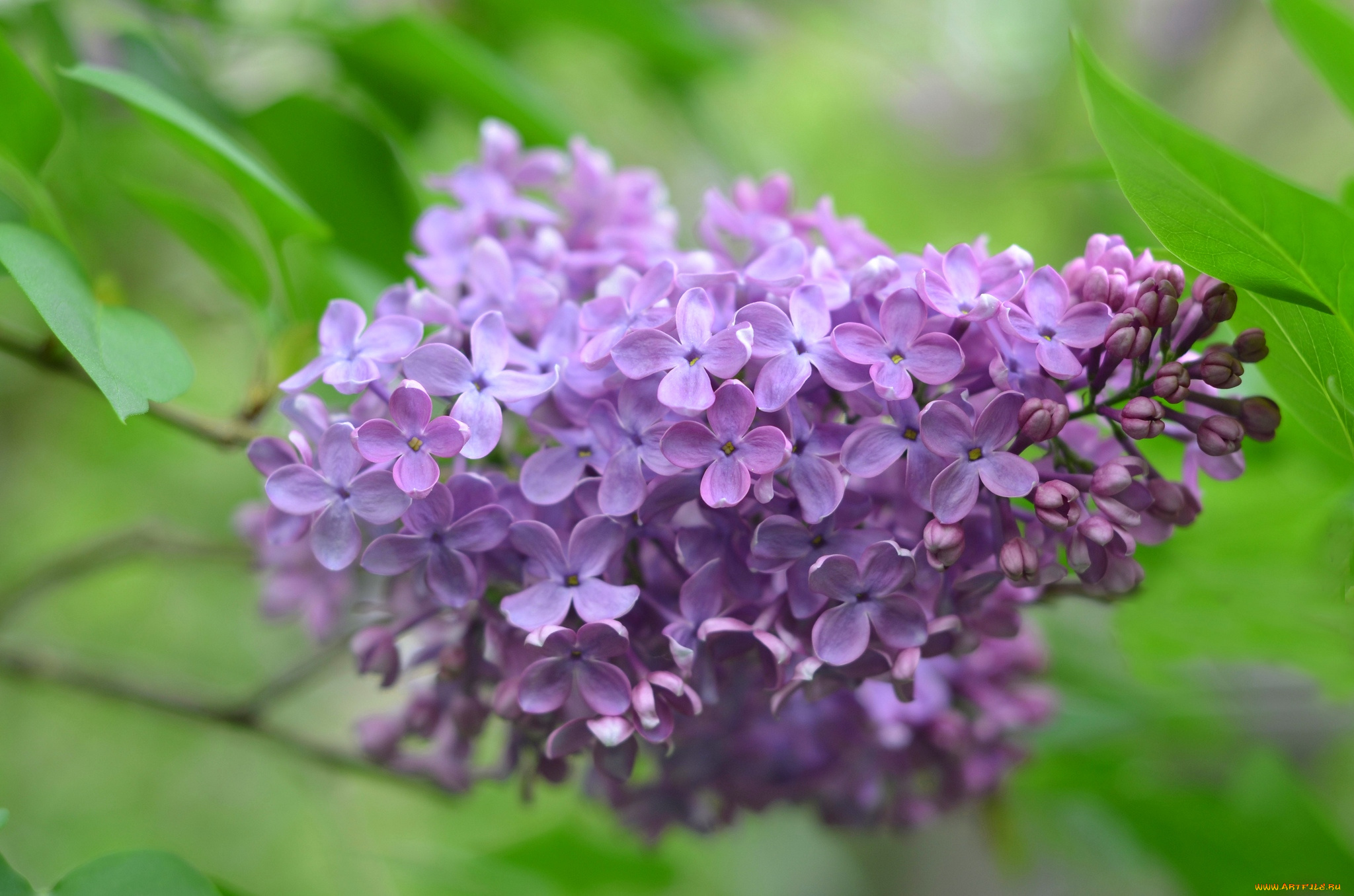 цветы, сирень, гроздь