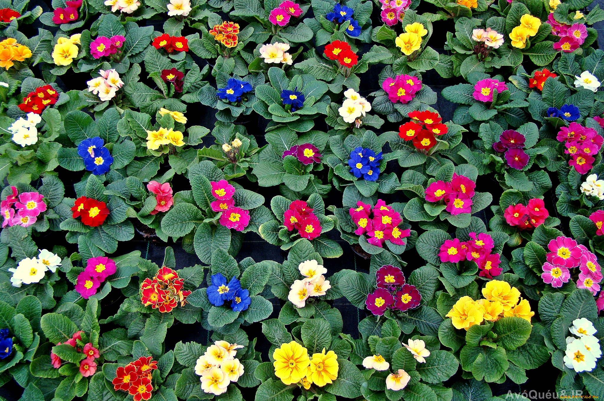 цветы, примулы, кустики, разноцветный