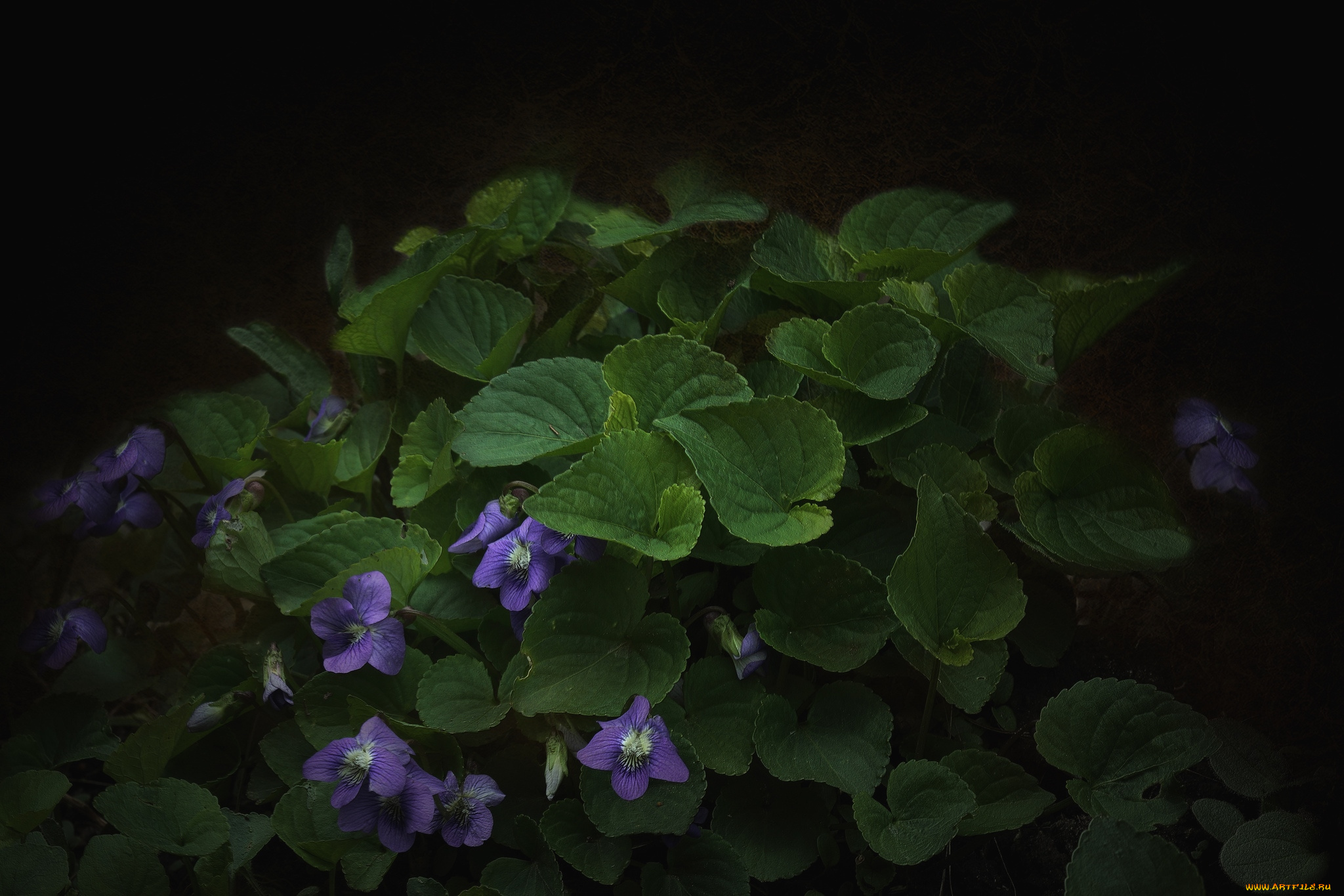 цветы, фиалки, лесная, фиалка