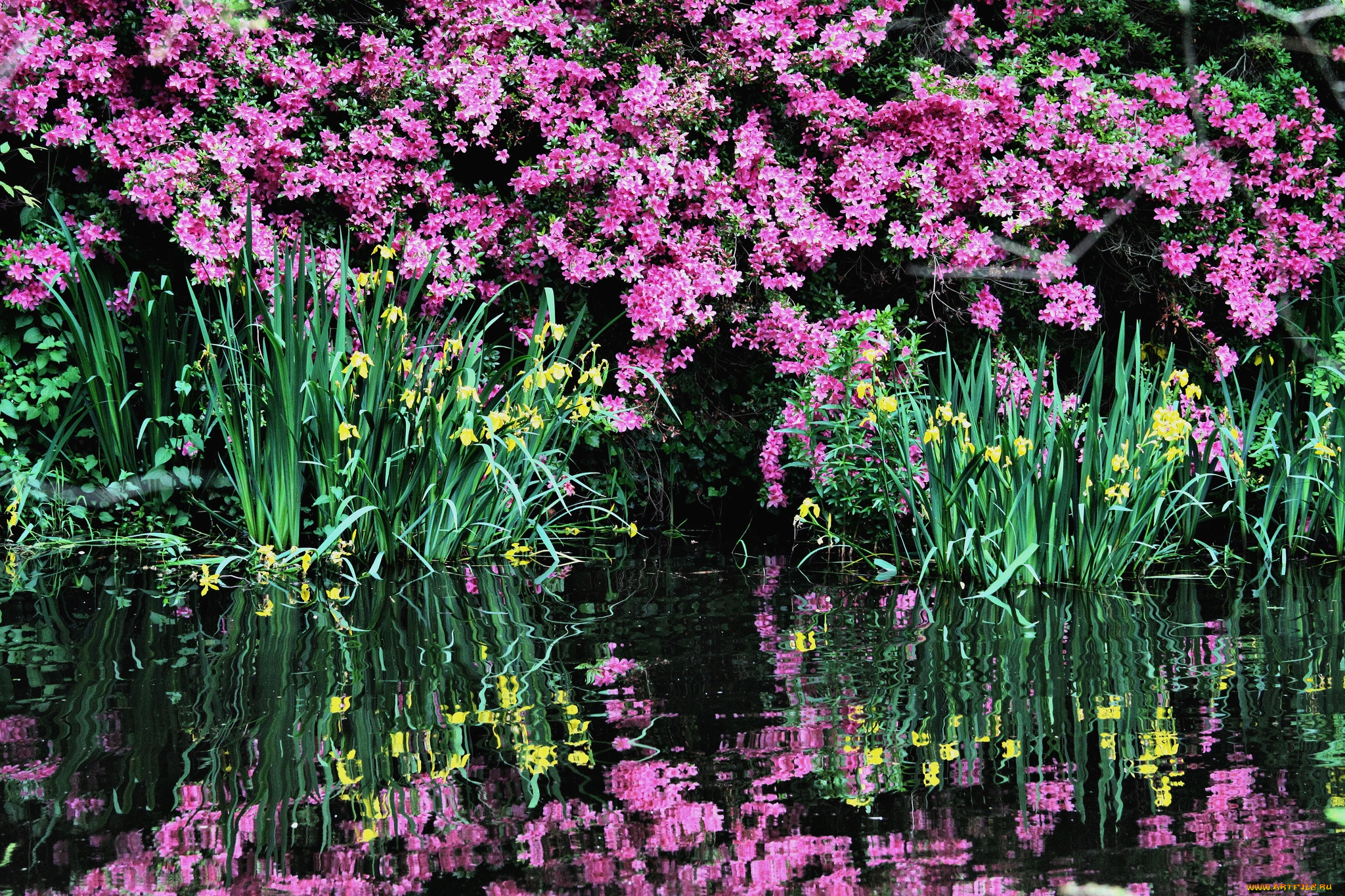 цветы, разные, вместе, ирисы, азалии, вода