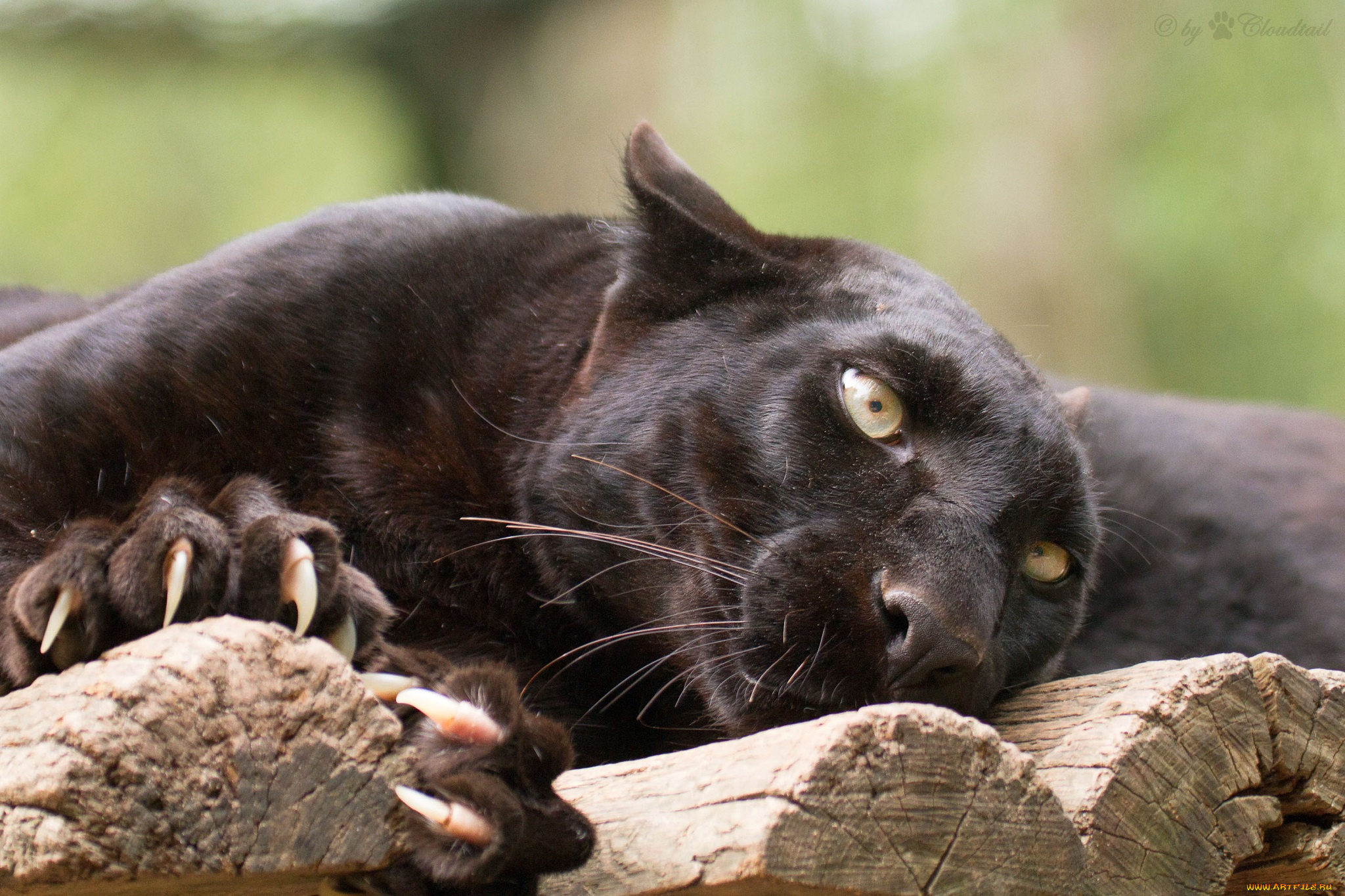 животные, пантеры, леопард, черный, когти