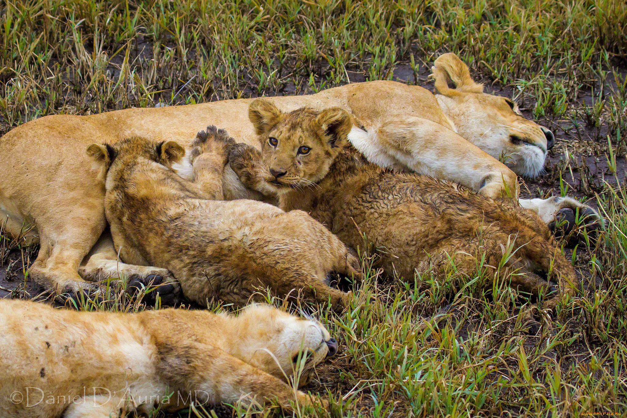 животные, львы, кормежка, львята