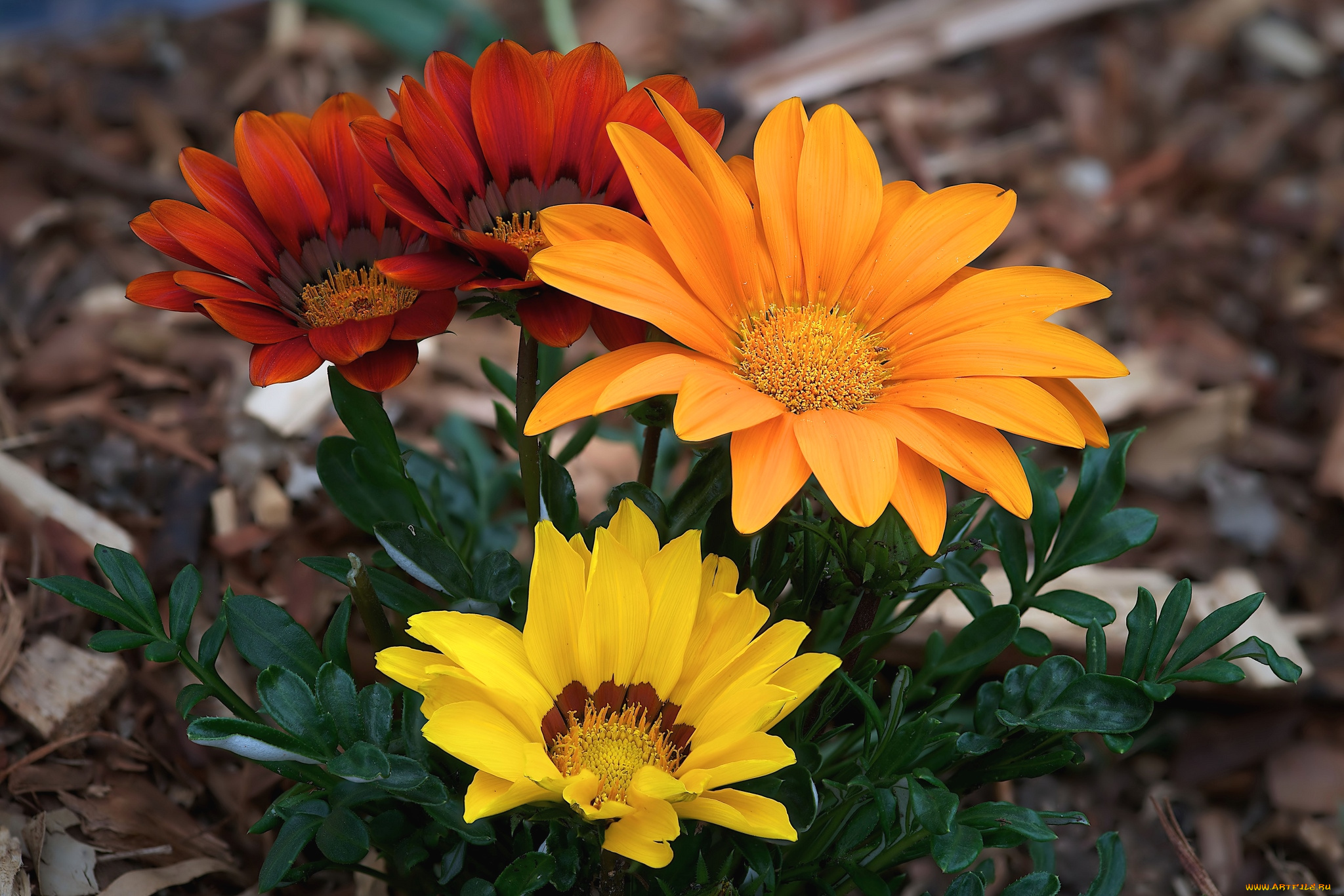 цветы, газания, лепестки