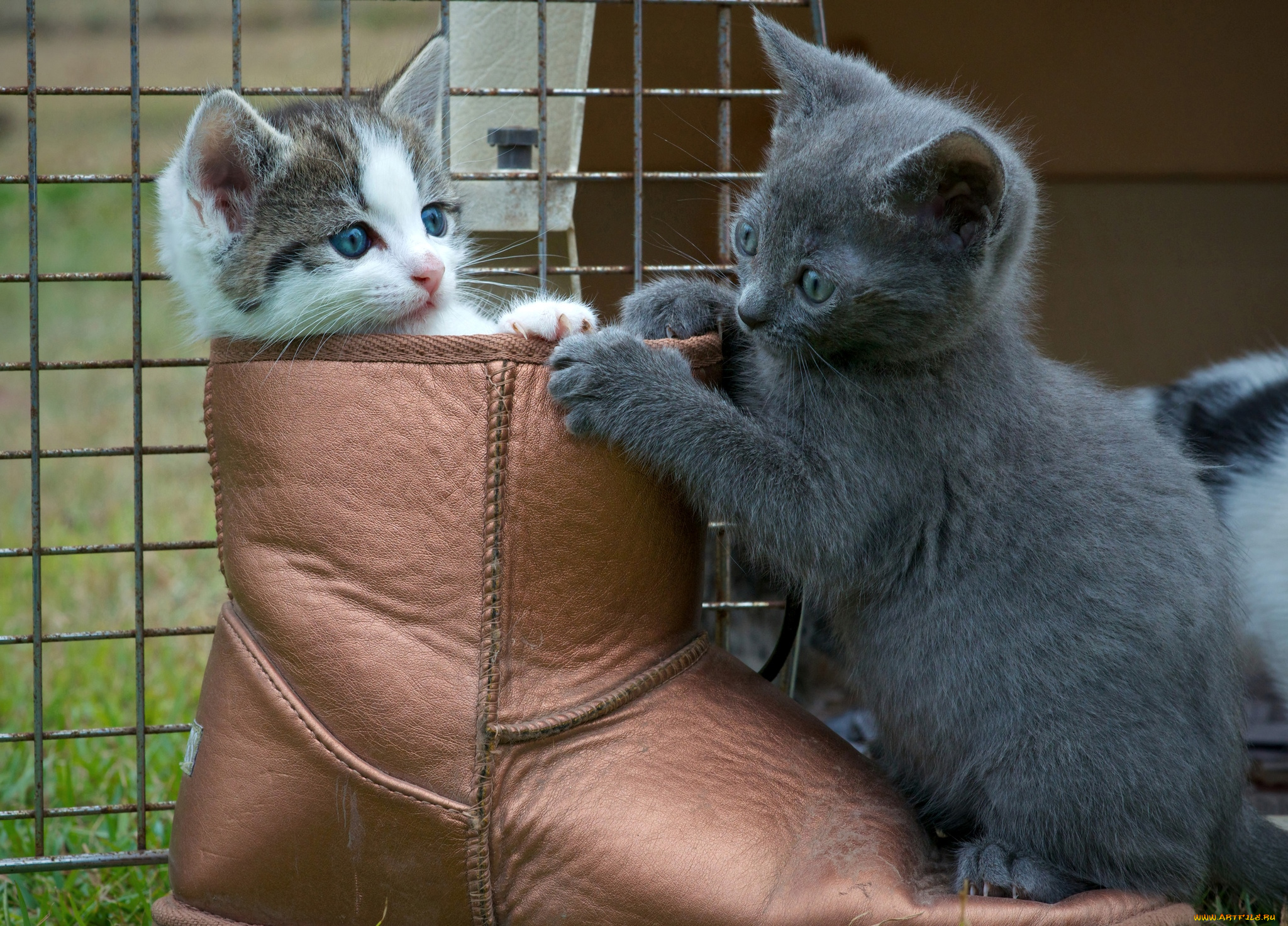 животные, коты, кот, в, сапогах