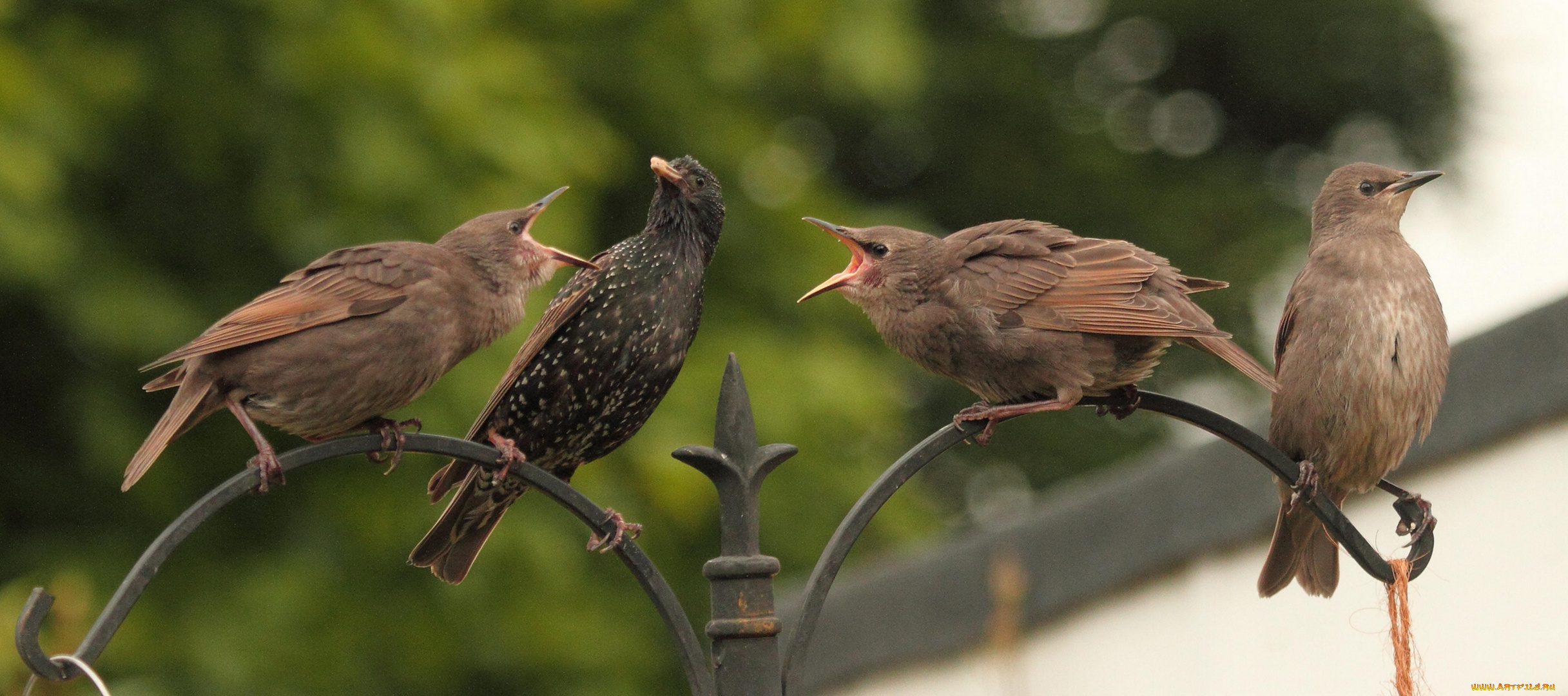 животные, птицы, птенцы, скворцы