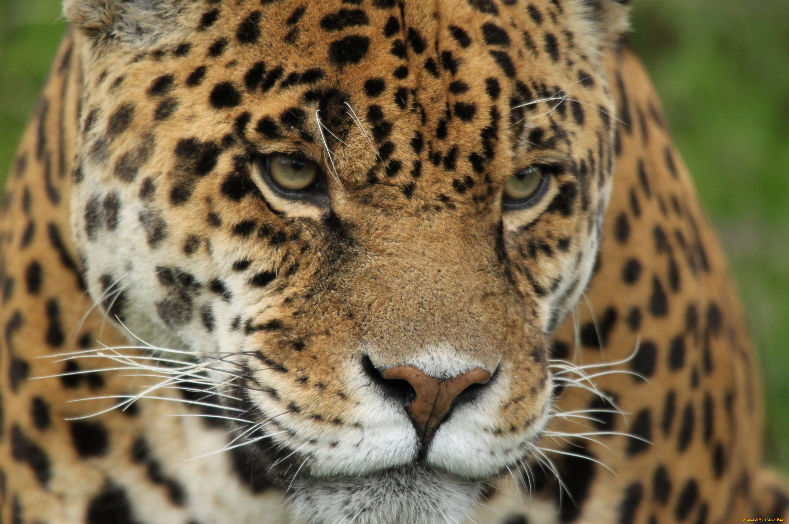 животные, Ягуары, кошка, морда