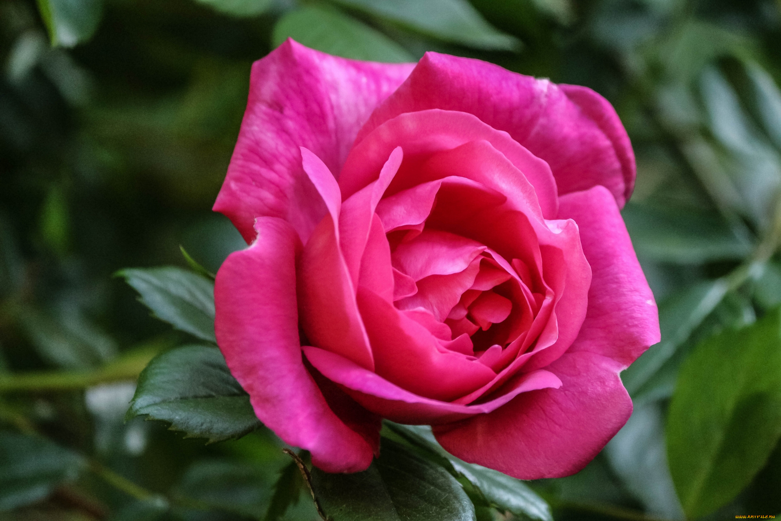 цветы, розы, макро, бутон