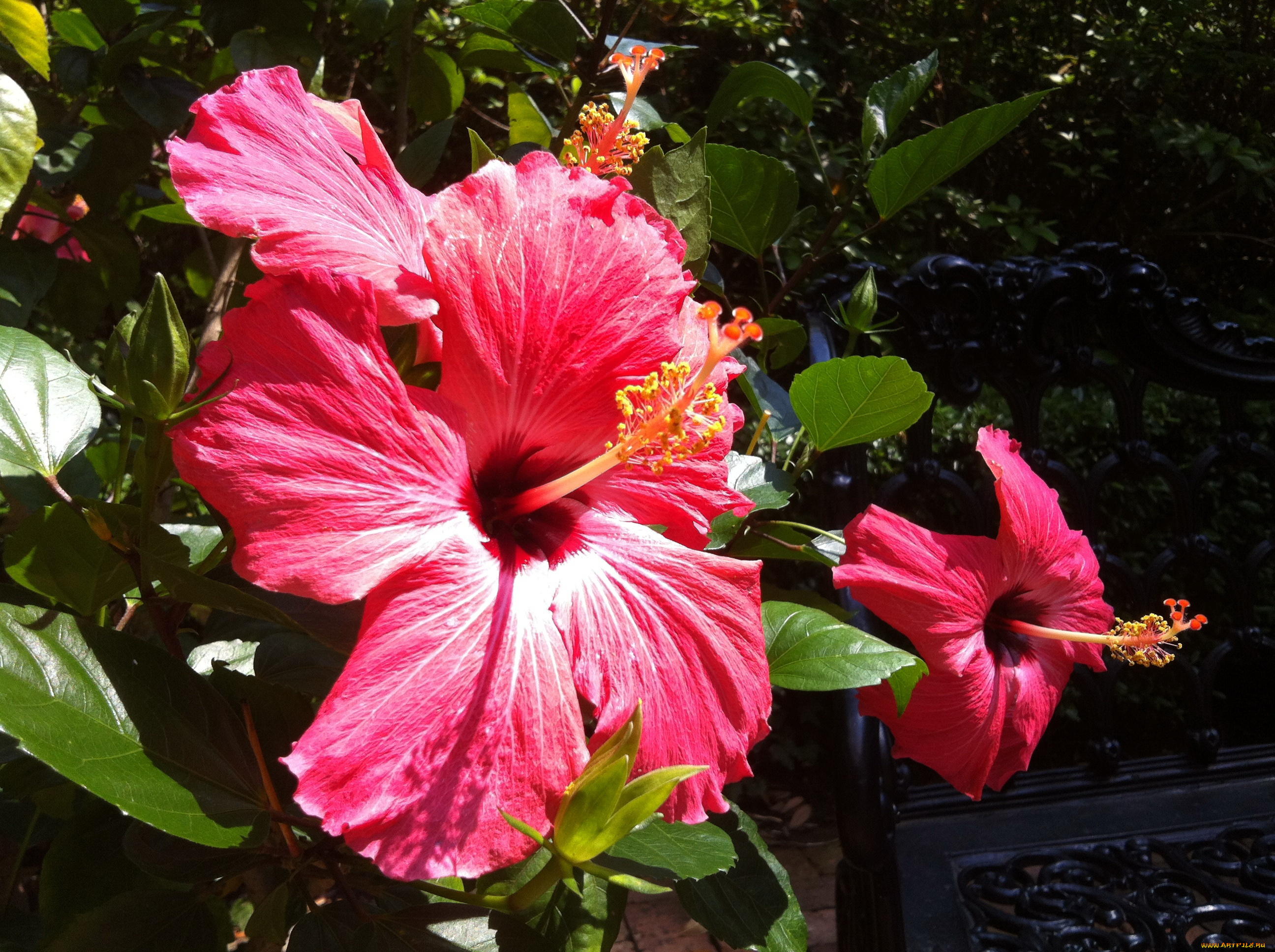цветы, гибискусы, гибискус