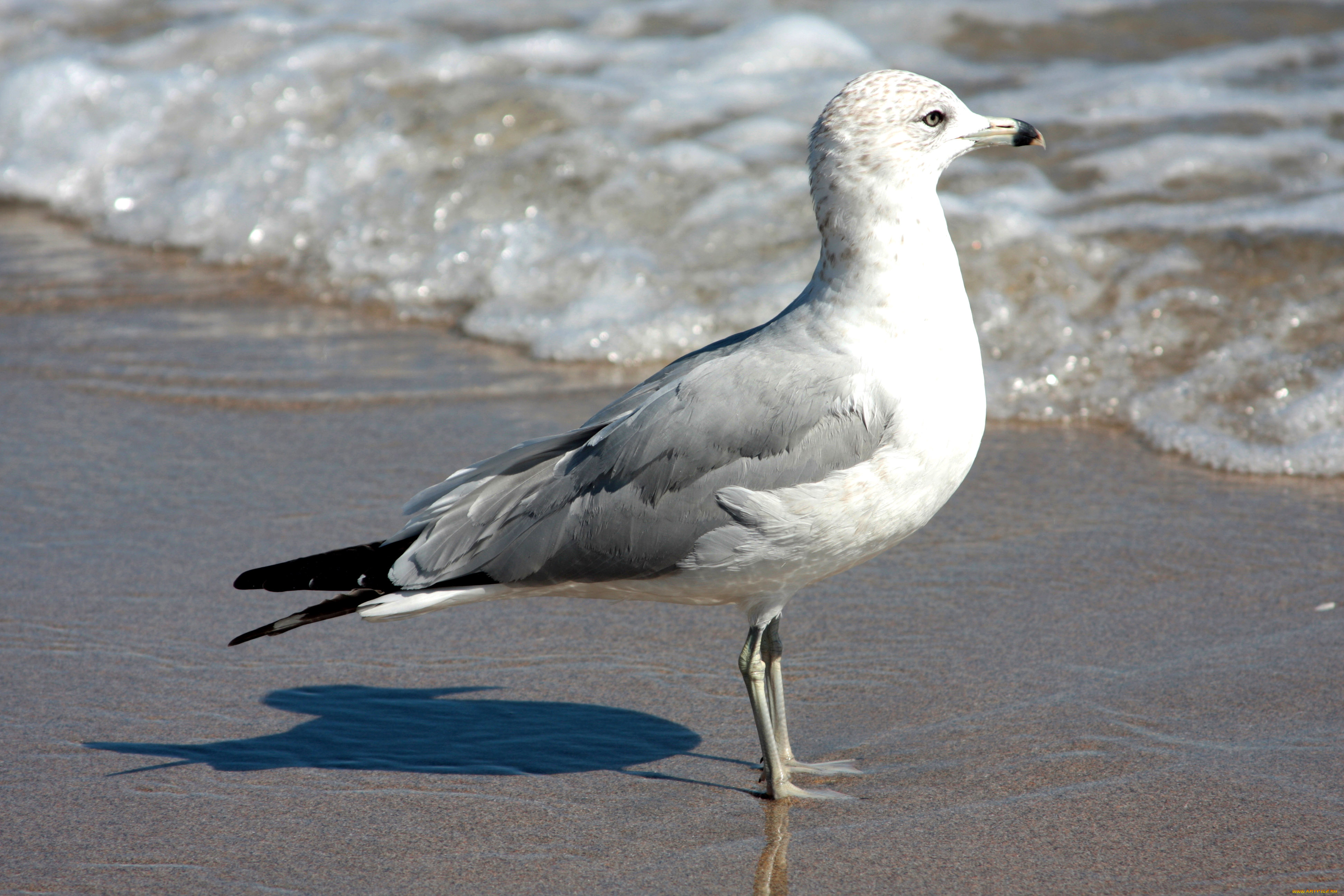 животные, Чайки, бакланы, крачки, прибой, берег, чайка, птица