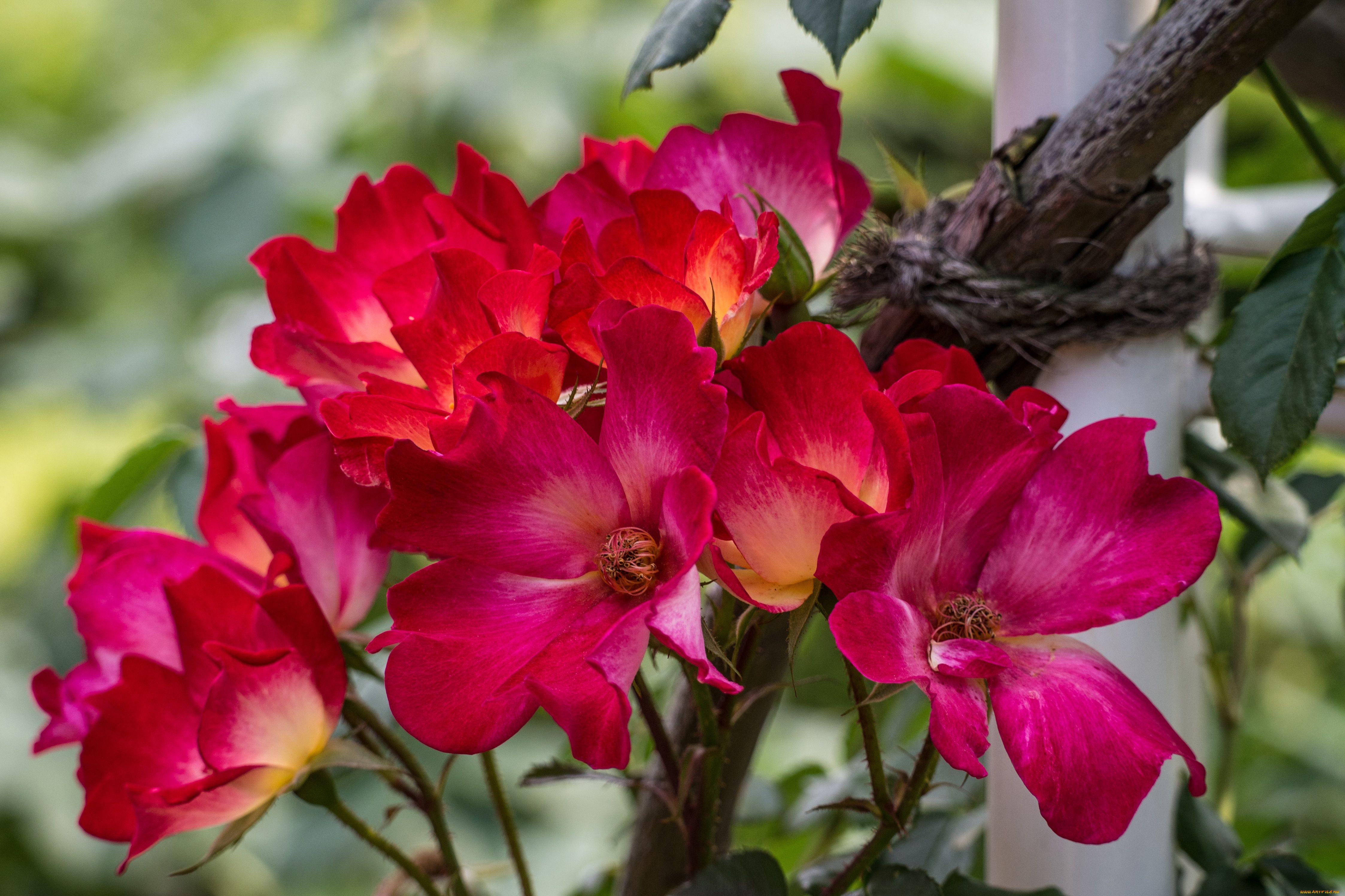 цветы, розы, лепестки