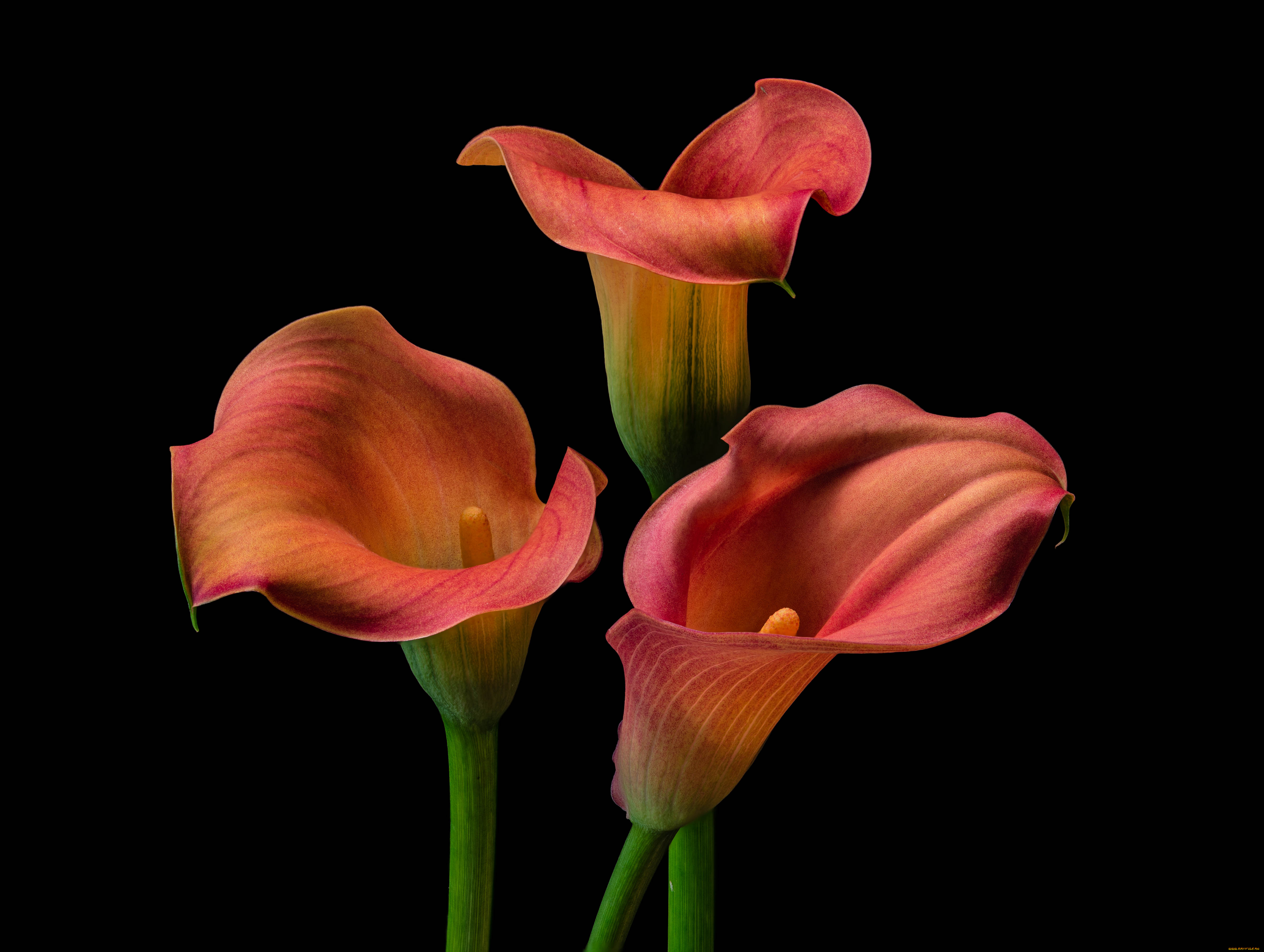 цветы, каллы, три