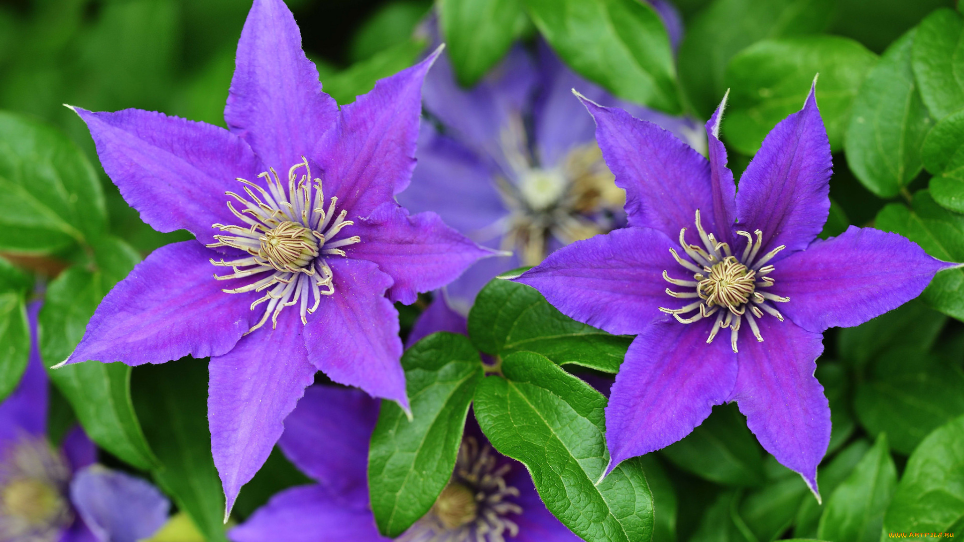 цветы, клематис, , ломонос, клематис, фиолетовый