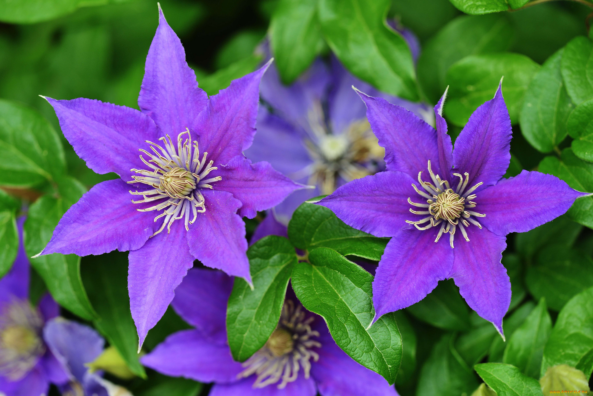 цветы, клематис, , ломонос, клематис, фиолетовый