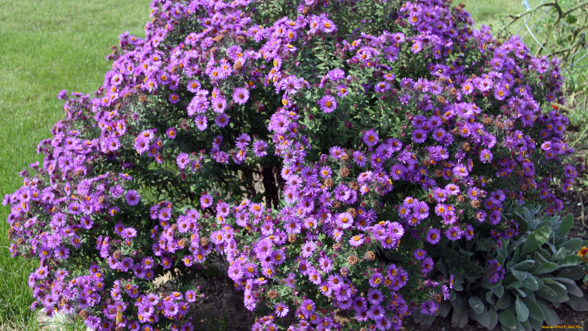 астры, цветы