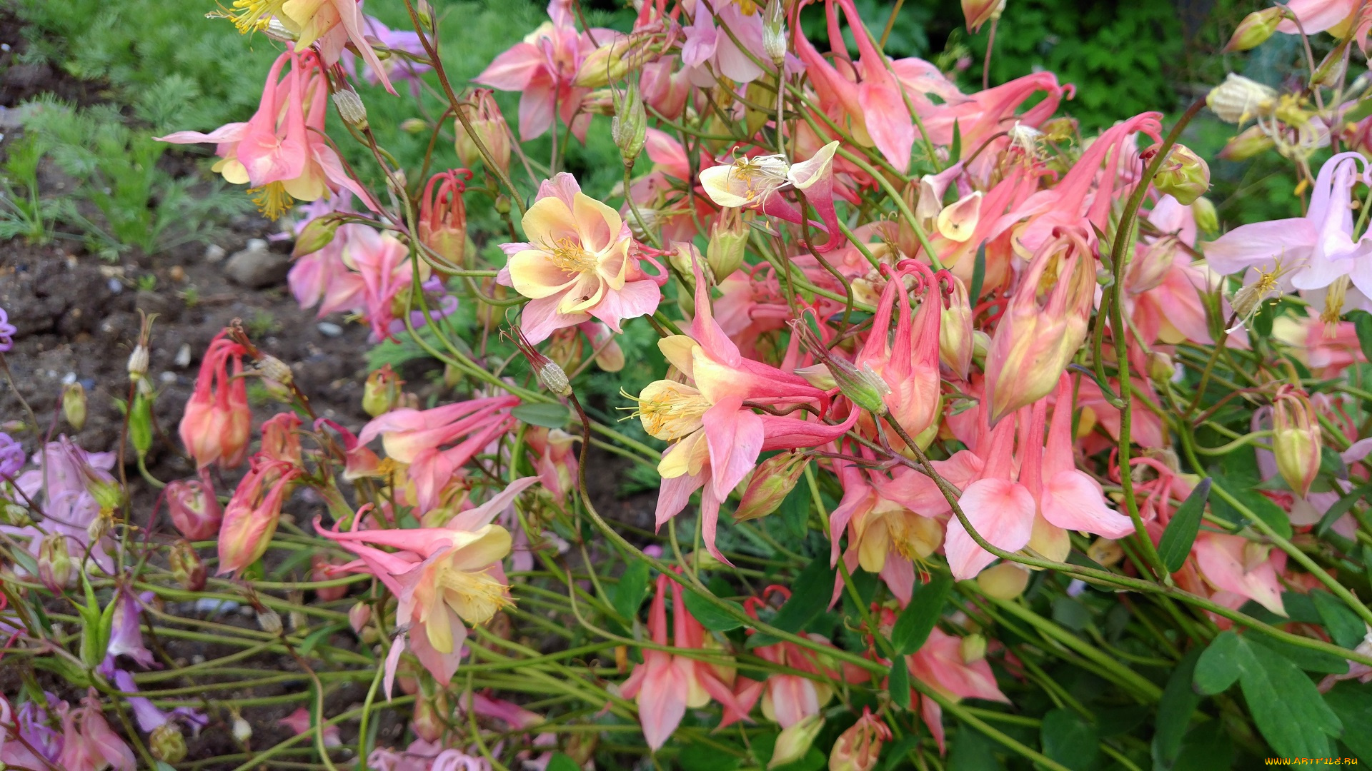цветы, аквилегия, , водосбор