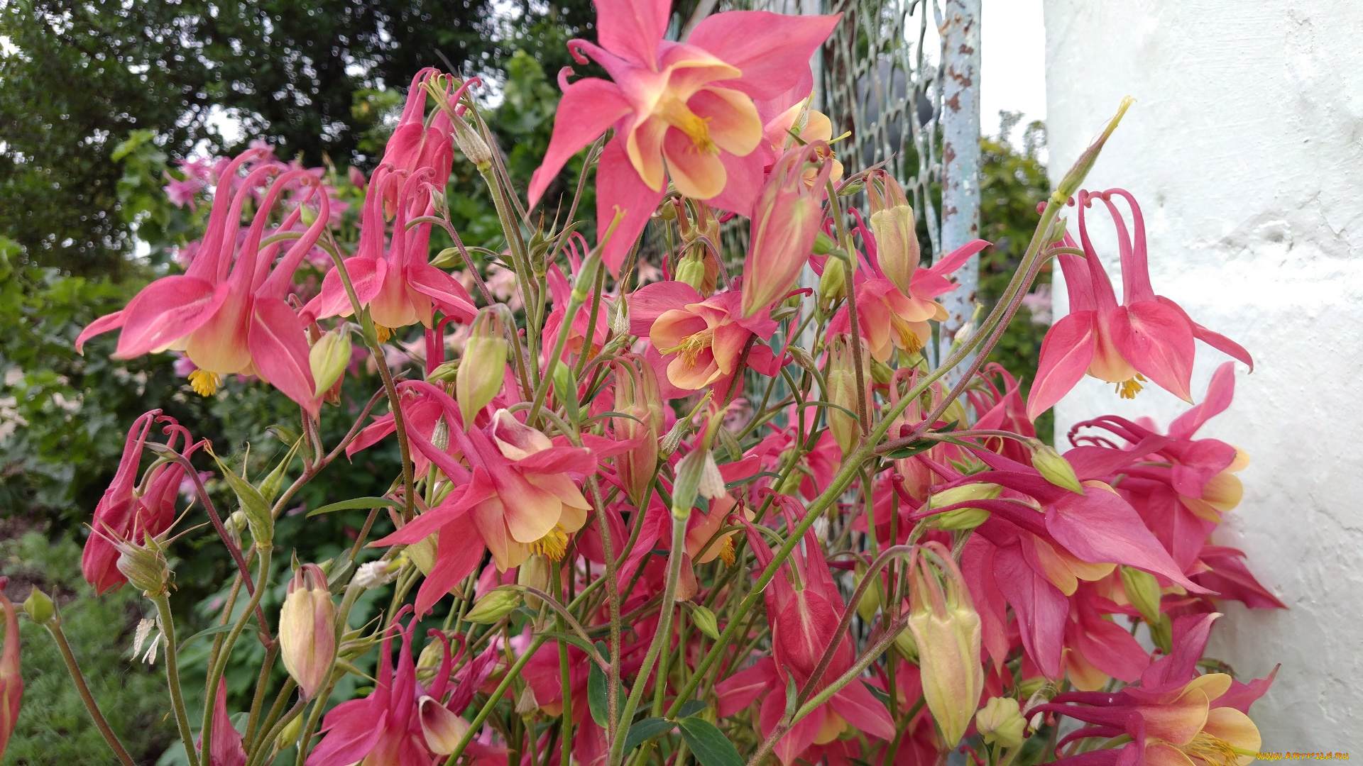 цветы, аквилегия, , водосбор