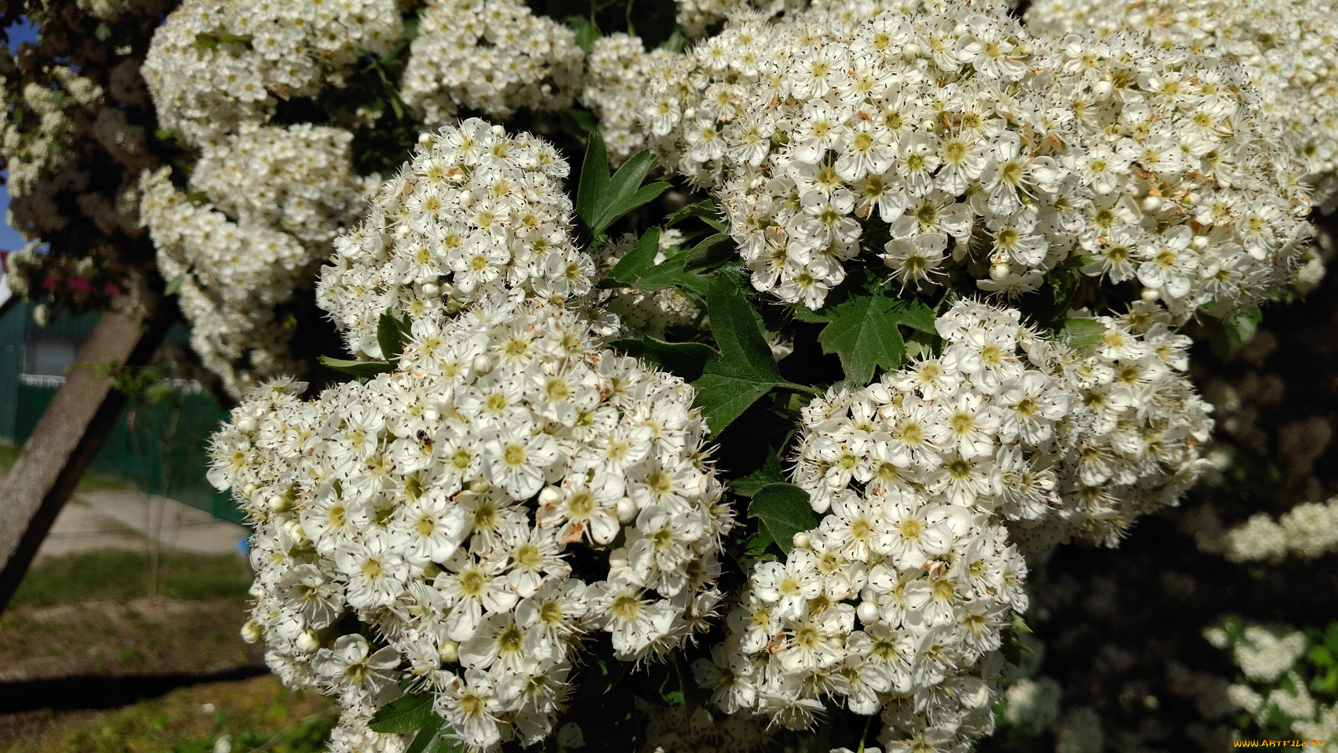 цветы, цветущие, деревья, , , кустарники, белые