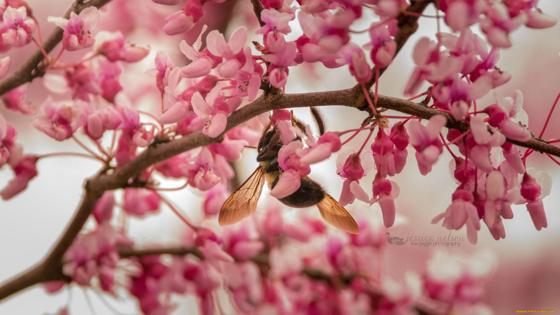 цветы, цветущие, деревья, , , кустарники, пчела