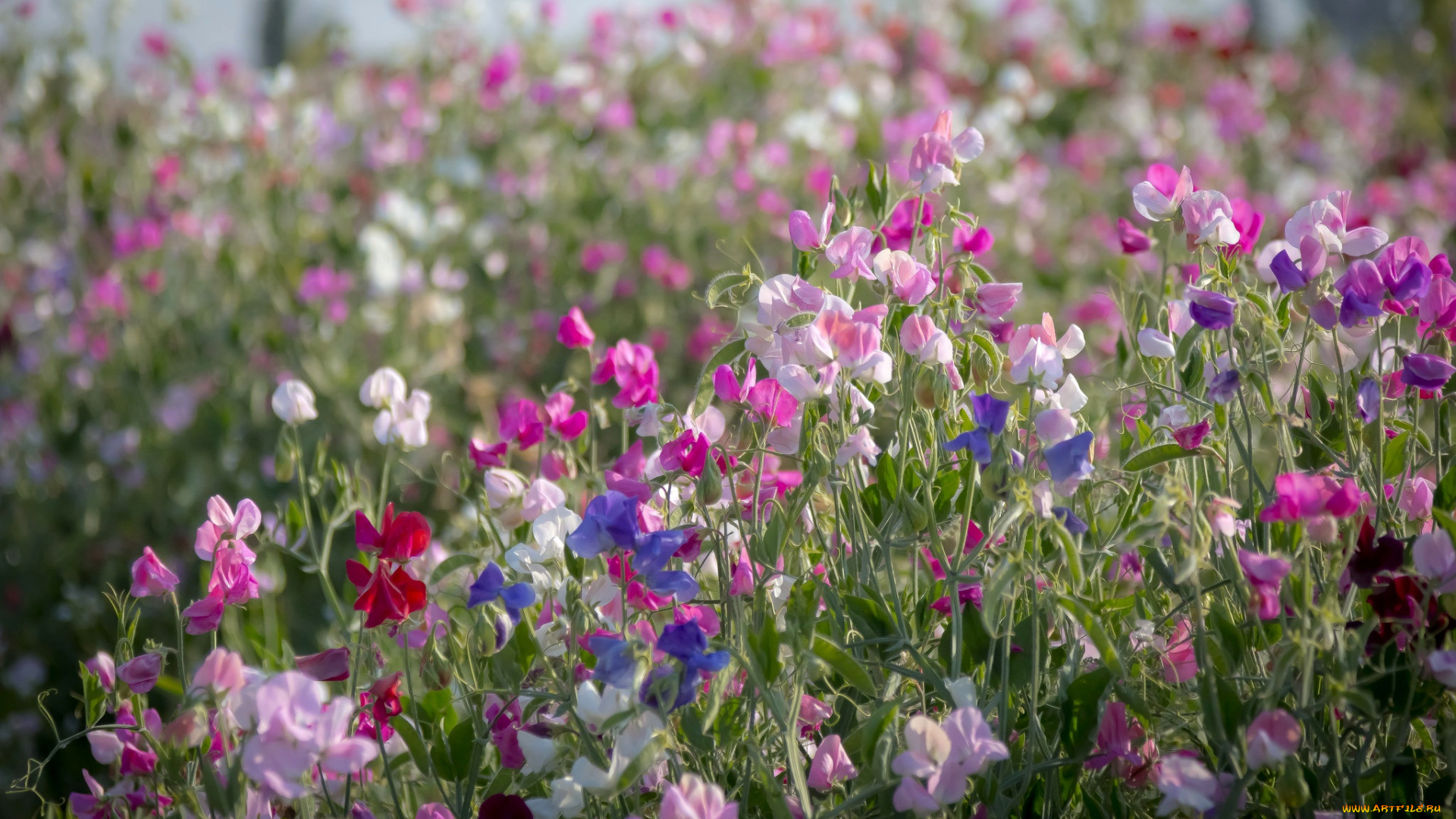 цветы, душистый, горошек, душистый, горошек, луг, розовый