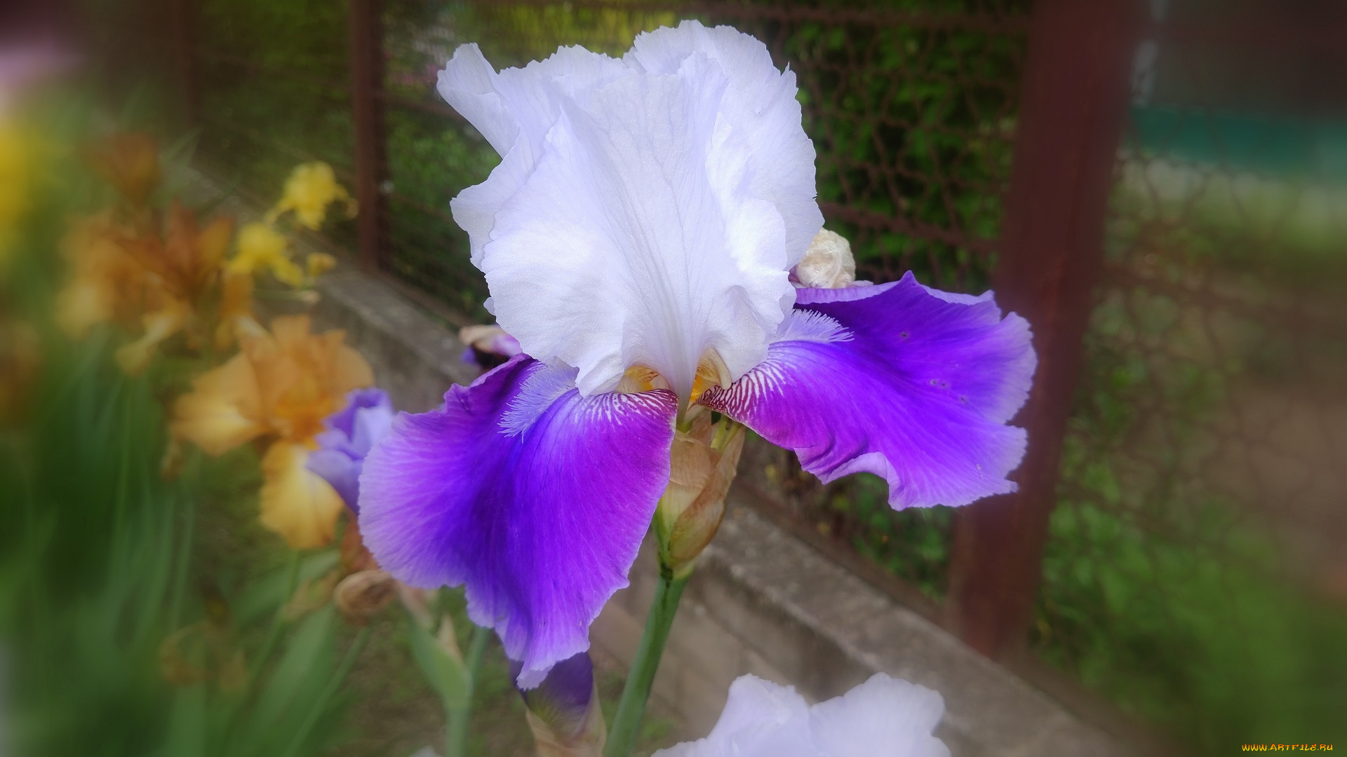 цветы, ирисы