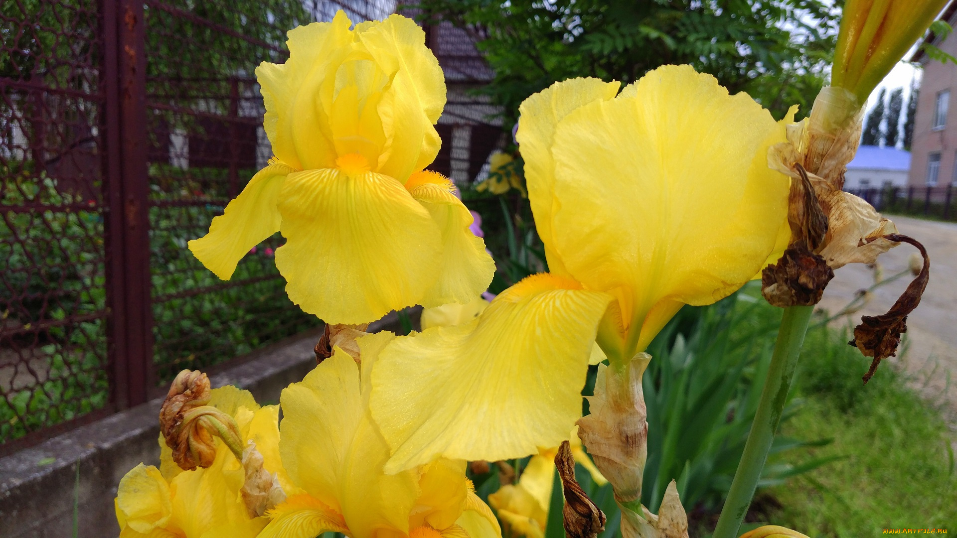 цветы, ирисы