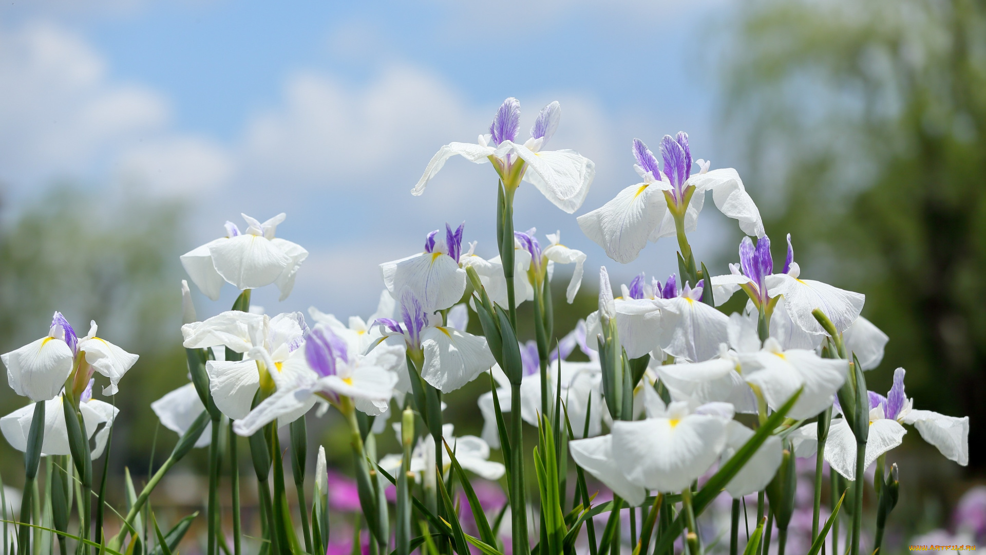 цветы, ирисы, лепестки, белые