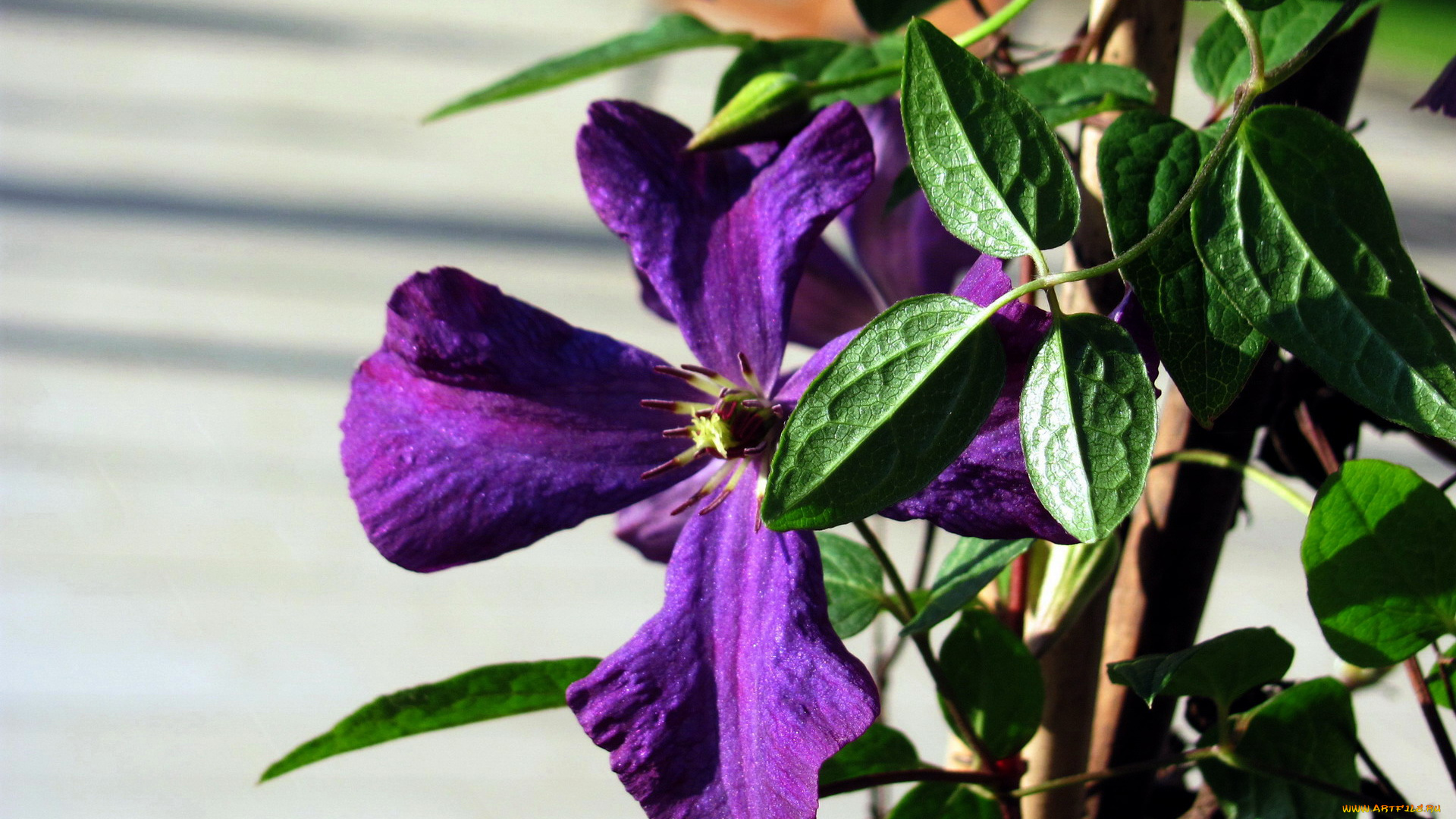 цветы, клематис, , ломонос, лиловый