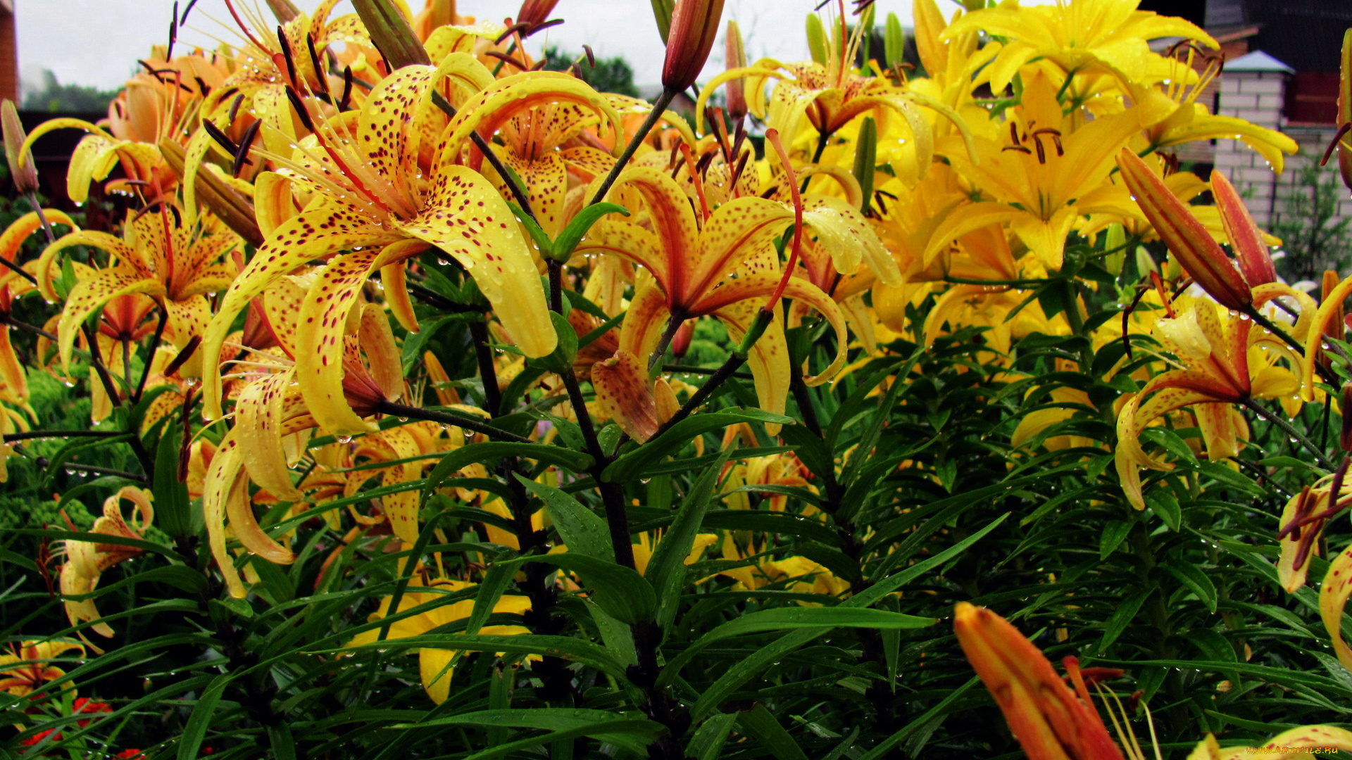 цветы, лилии, , лилейники, крапинки