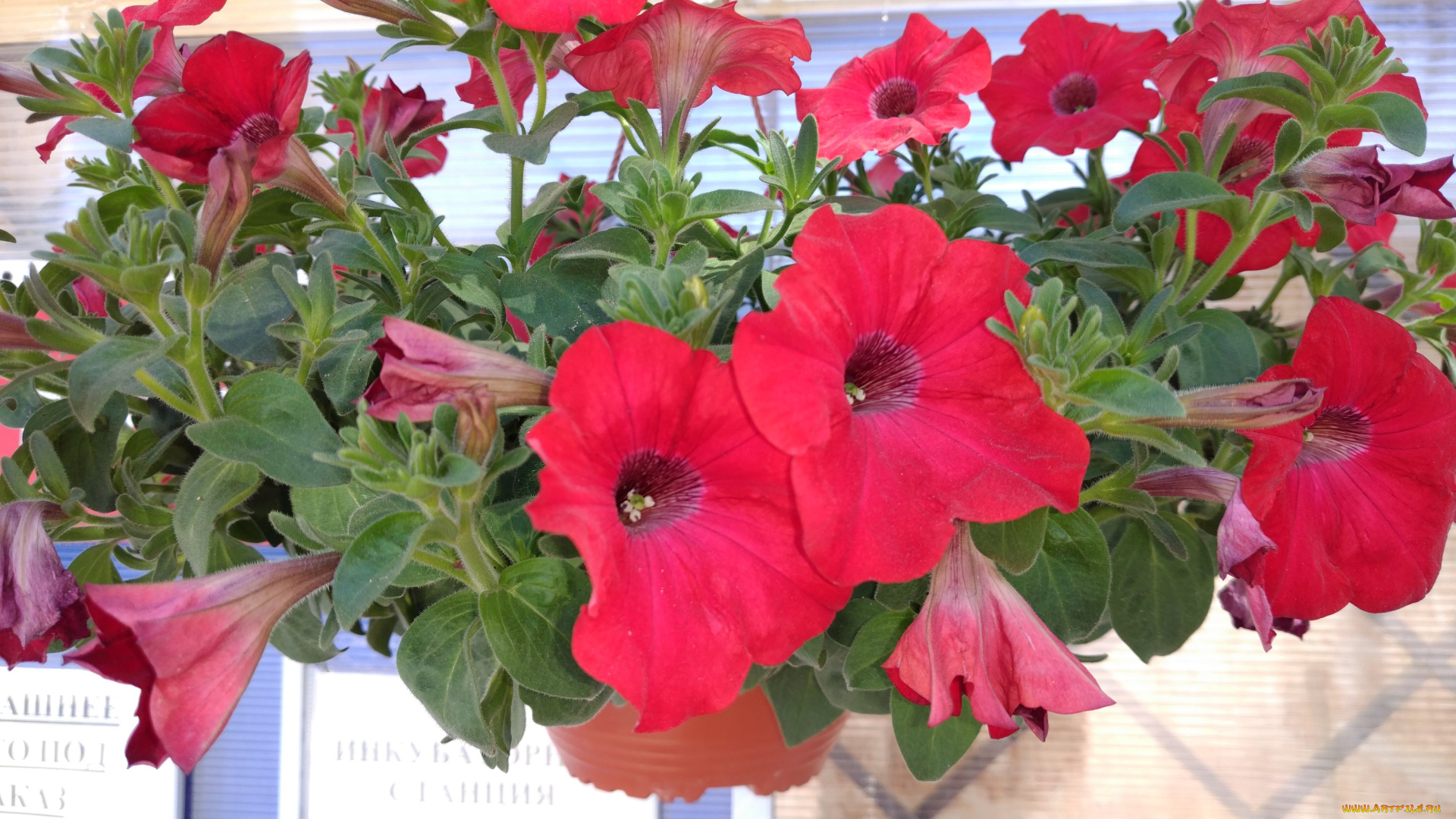 цветы, петунии, , калибрахоа, красные