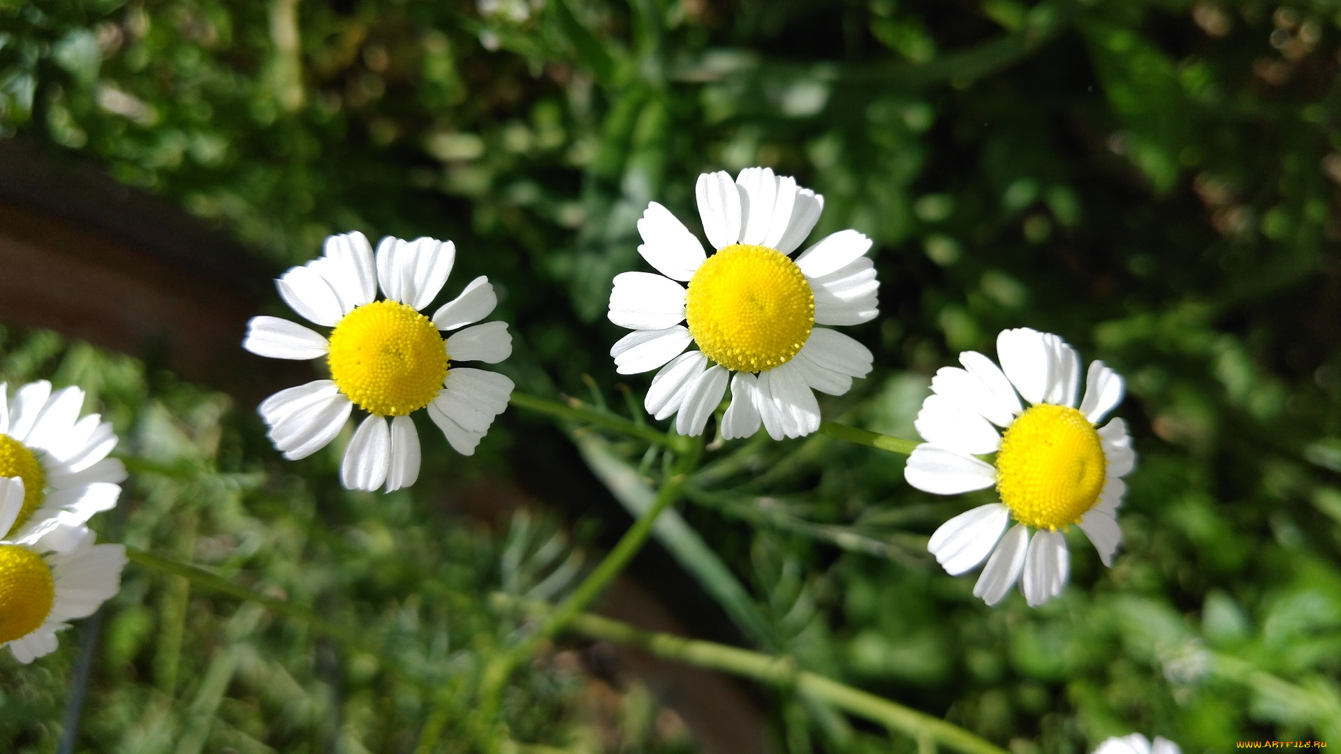 цветы, ромашки