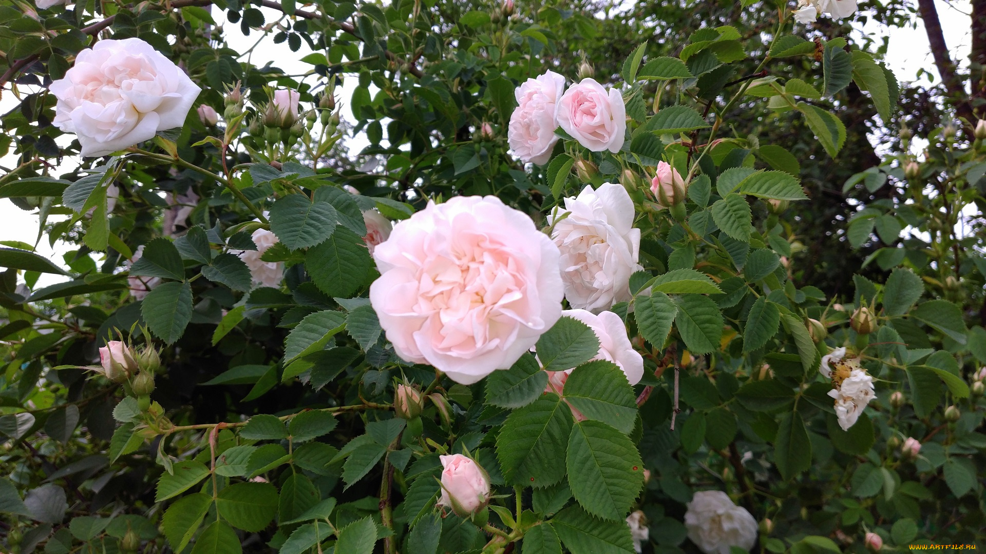 цветы, розы