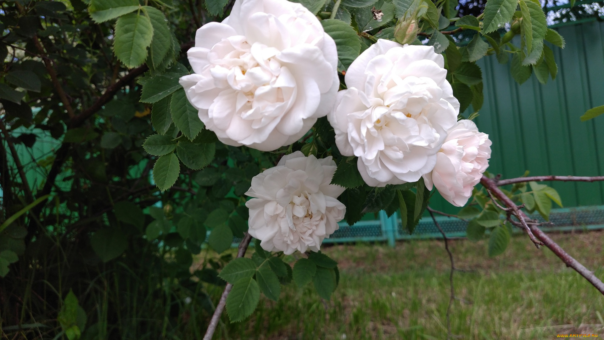 цветы, розы