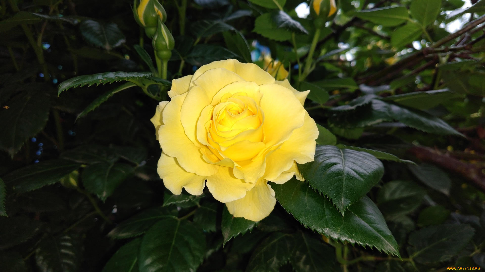 цветы, розы, роза