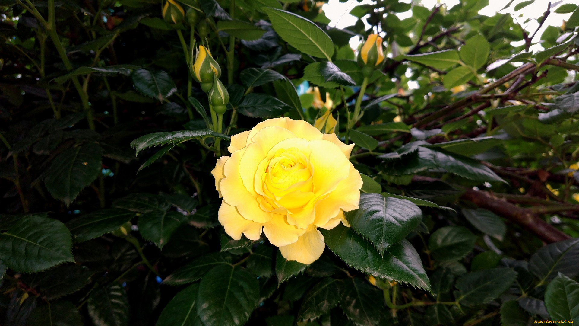 цветы, розы, роза