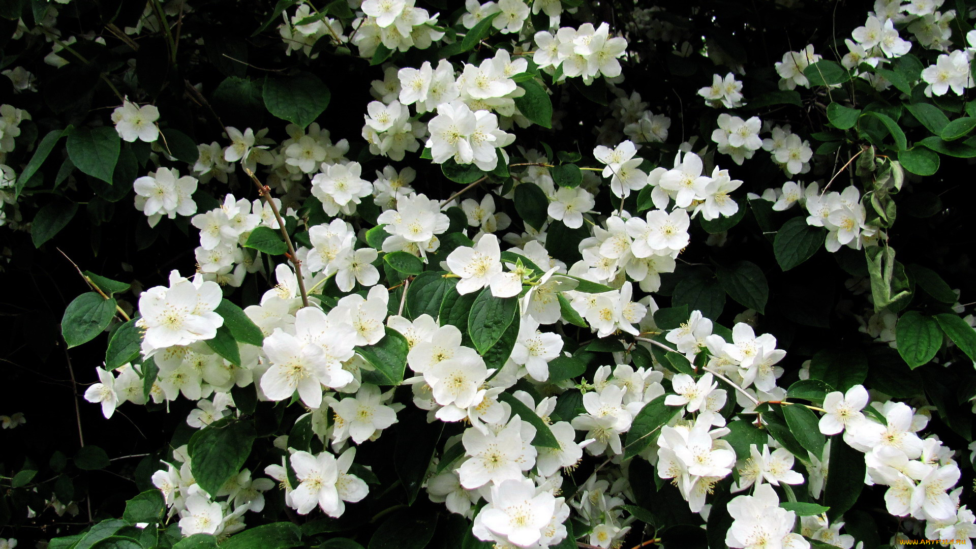 цветы, жасмин, белый