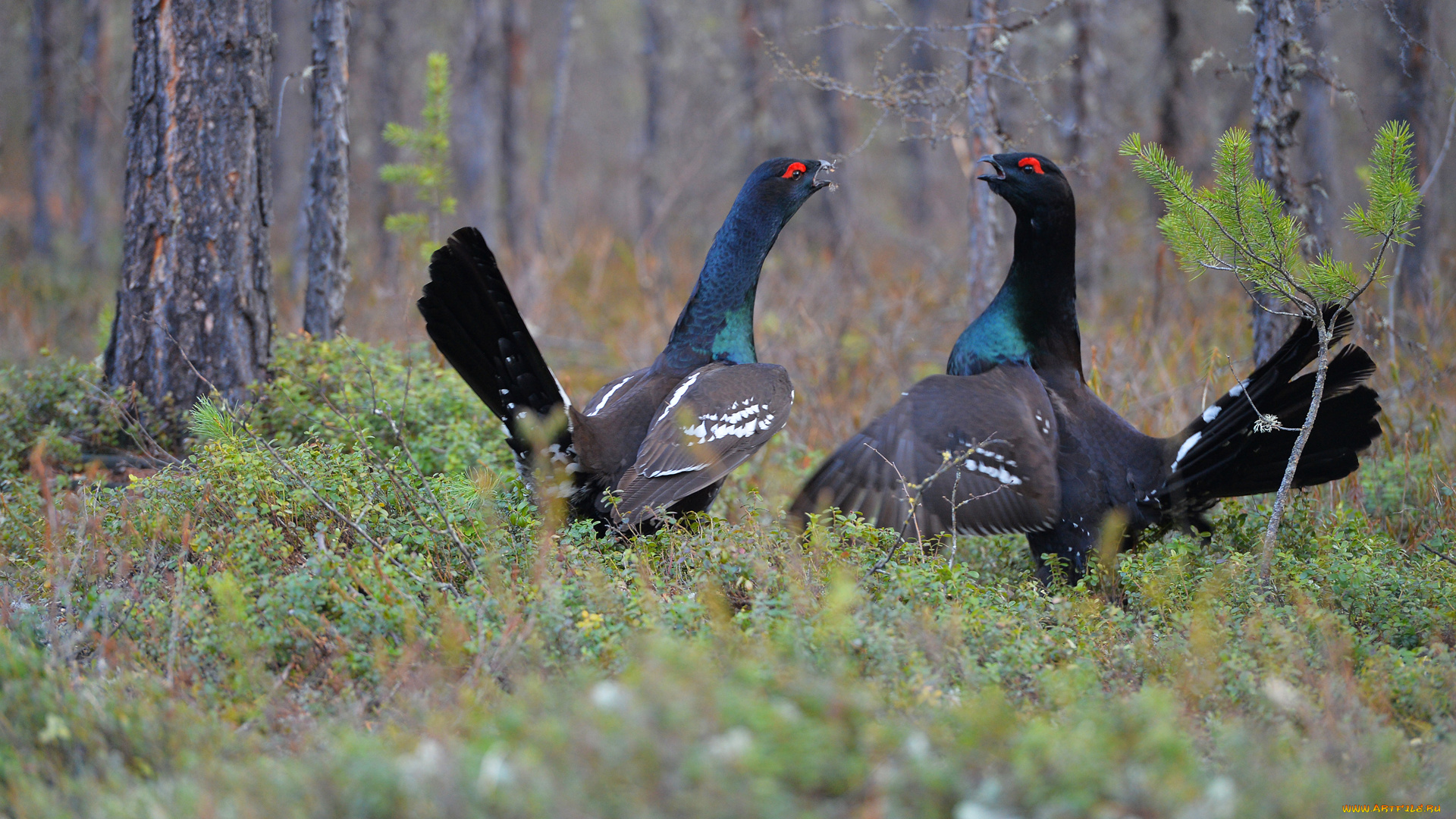 каменный, глухарь, животные, глухари, , тетерева, глухарь, лес, каменный