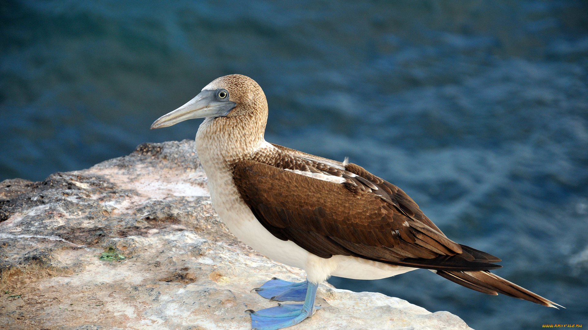 животные, Чайки, , бакланы, , крачки, птичка