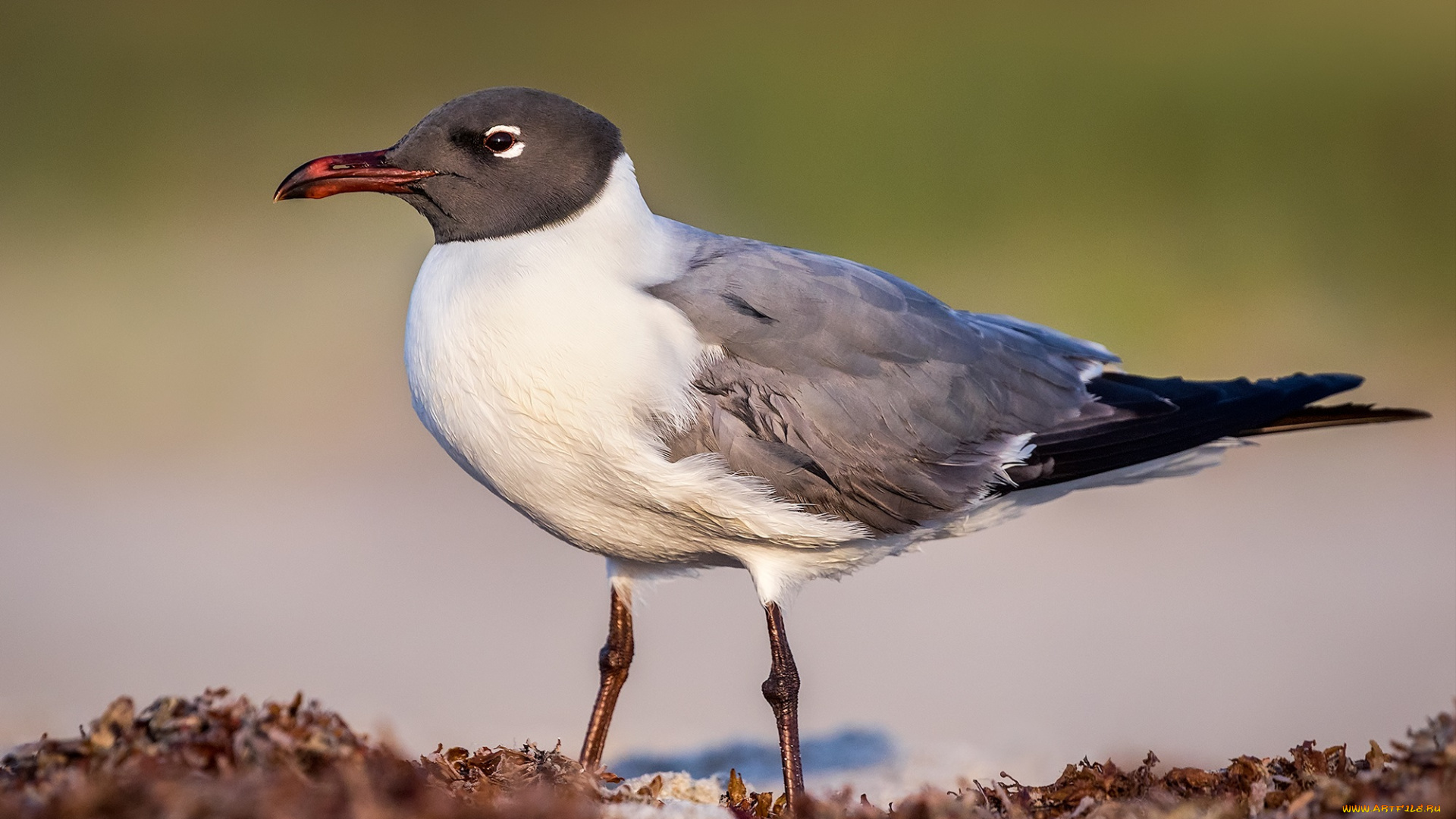 животные, Чайки, , бакланы, , крачки, птичка
