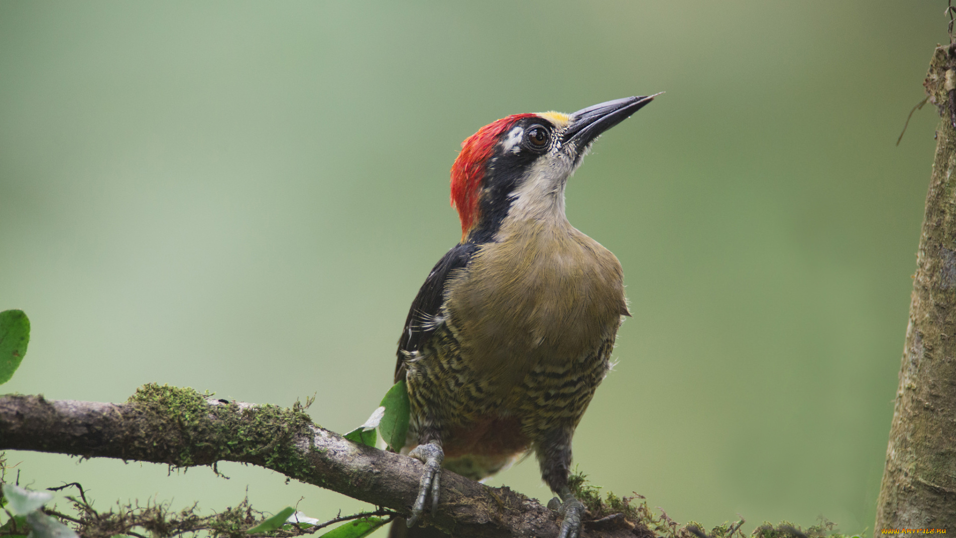 животные, дятлы, птичка