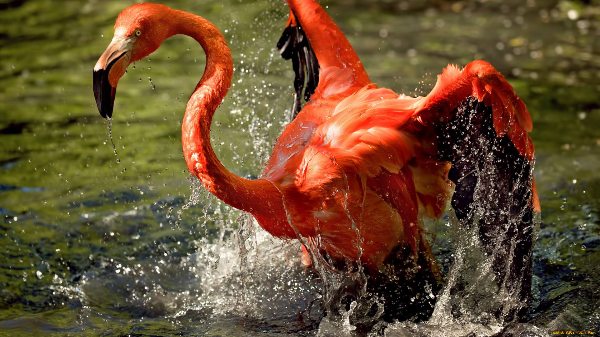 животные, фламинго