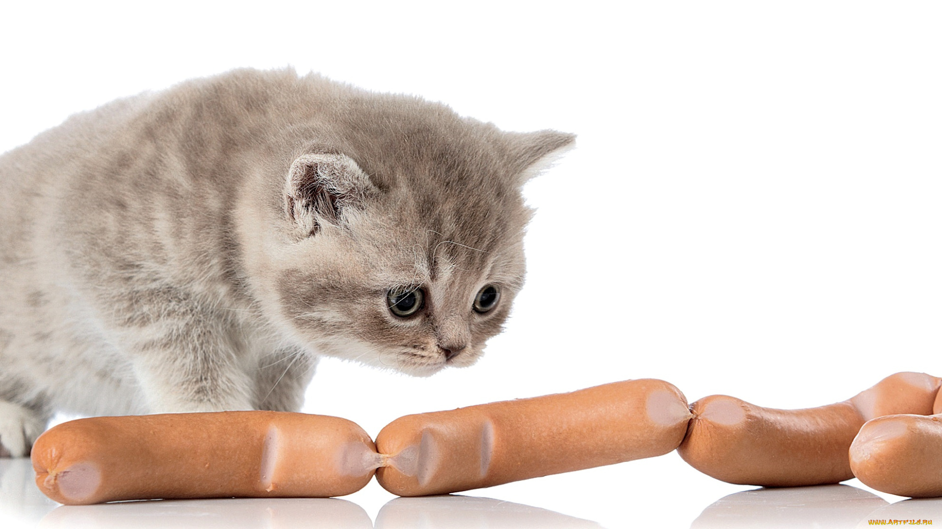 животные, коты, котенок, сосиски, милый