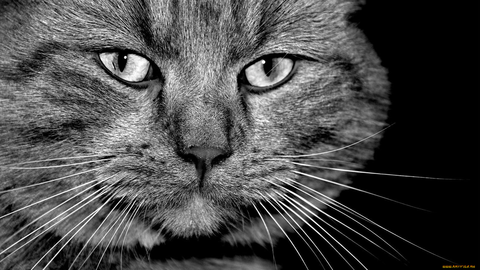 животные, коты, серый, усы, кот, морда