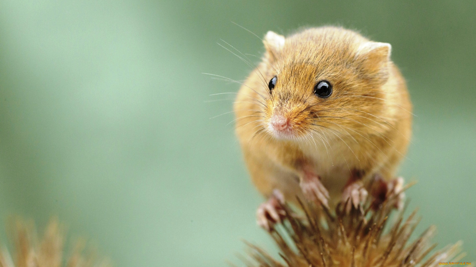 животные, крысы, , мыши, малютка, цветок, мышь