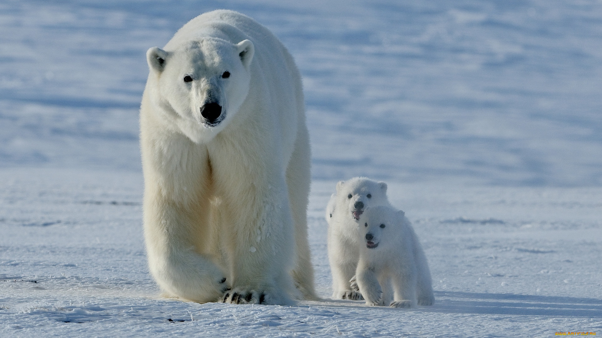 животные, медведи, медведица, медвежата, белые, снег
