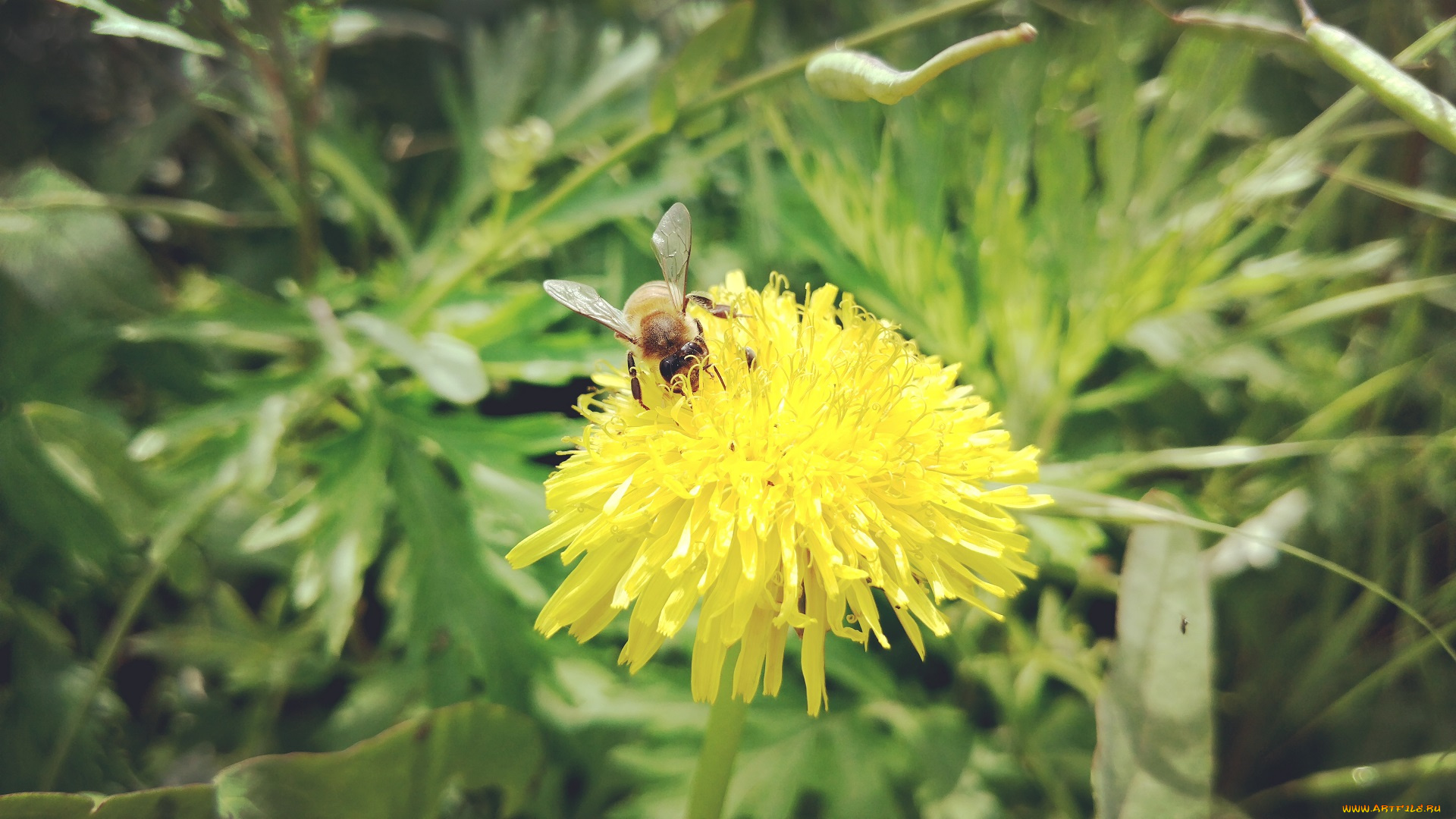 животные, пчелы, , осы, , шмели, одуванчик, пчела