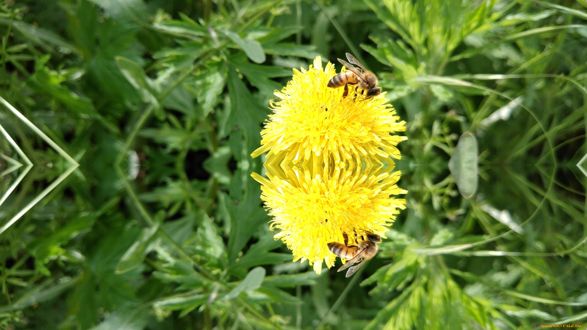 животные, пчелы, , осы, , шмели, пчела, одуванчик
